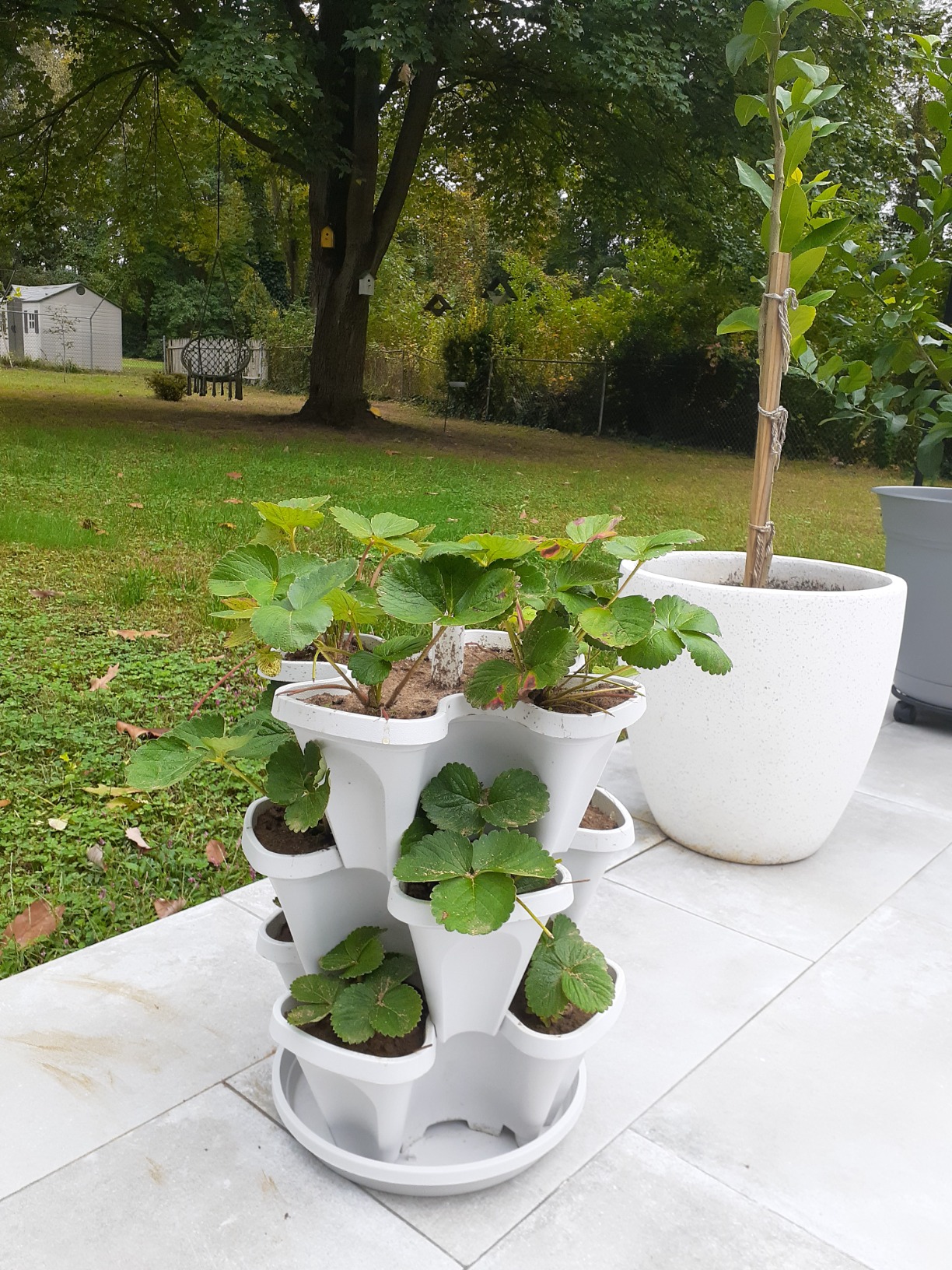 Mr. Stacky 3 Tier Stackable Herb Garden Planter Set with Bottom Saucer - Stone Color - Vertical Container Pots for Herbs, Strawberries, Flowers customer photo 1