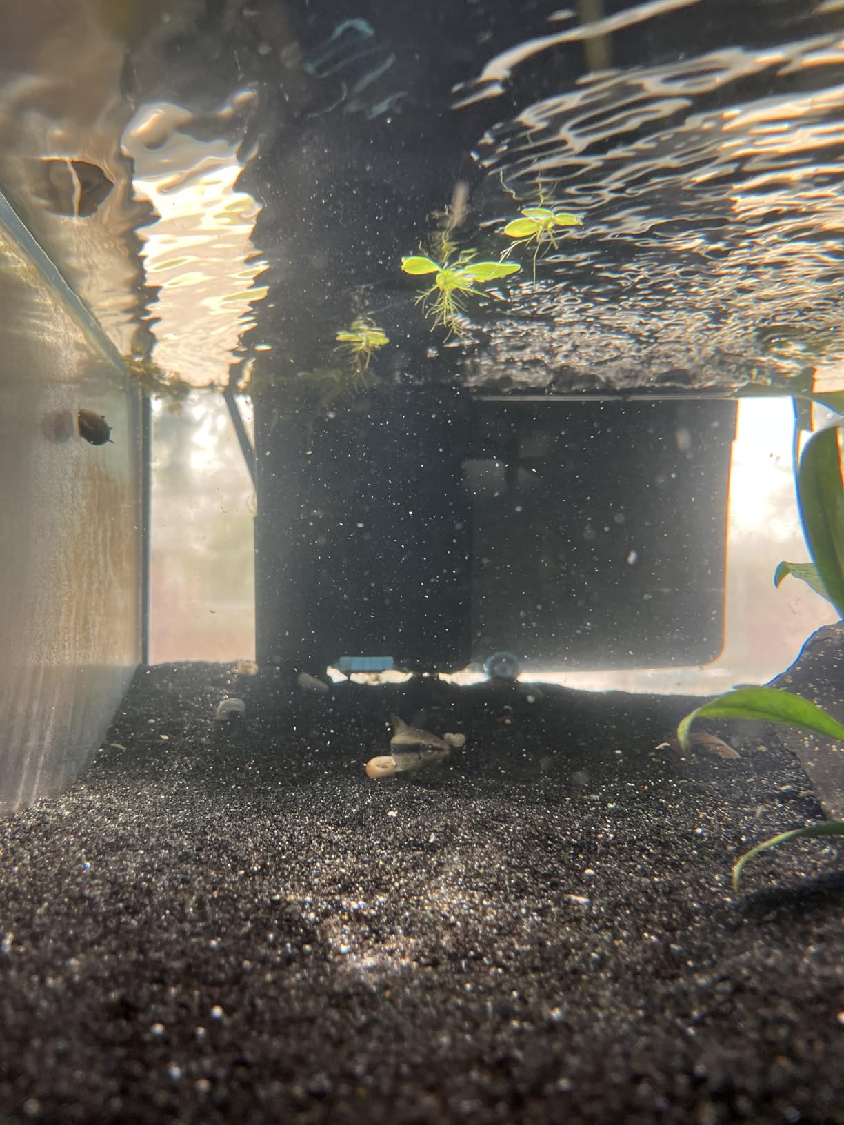 SeaChem Large Aquarium Fish Tank Filter, Tidal 110 Gallon (400 Liters) by Sicce customer photo 2