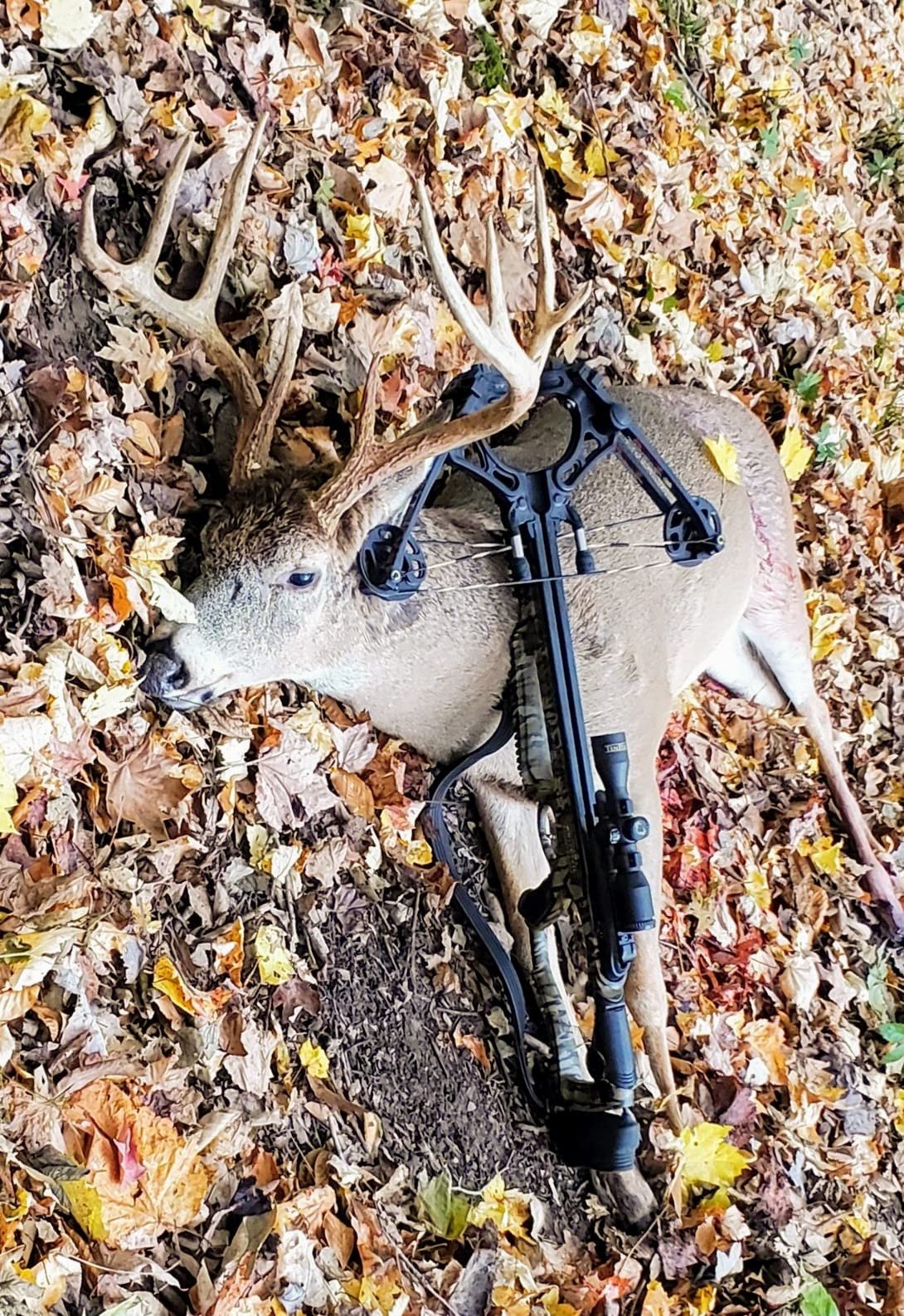 Barnett Whitetail Series Crossbow Package - Hunting Crossbows with 4x32 Scope, Arrows, Quiver & Cocking Device Options customer photo 2