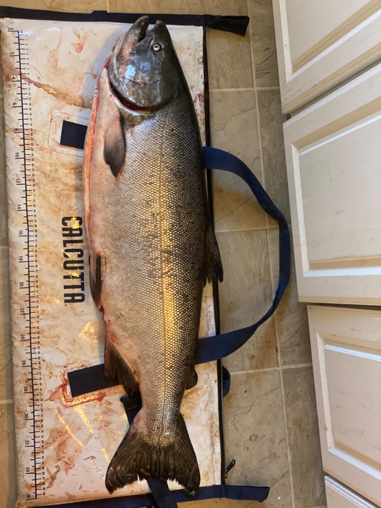 Pack Fishcooler 40