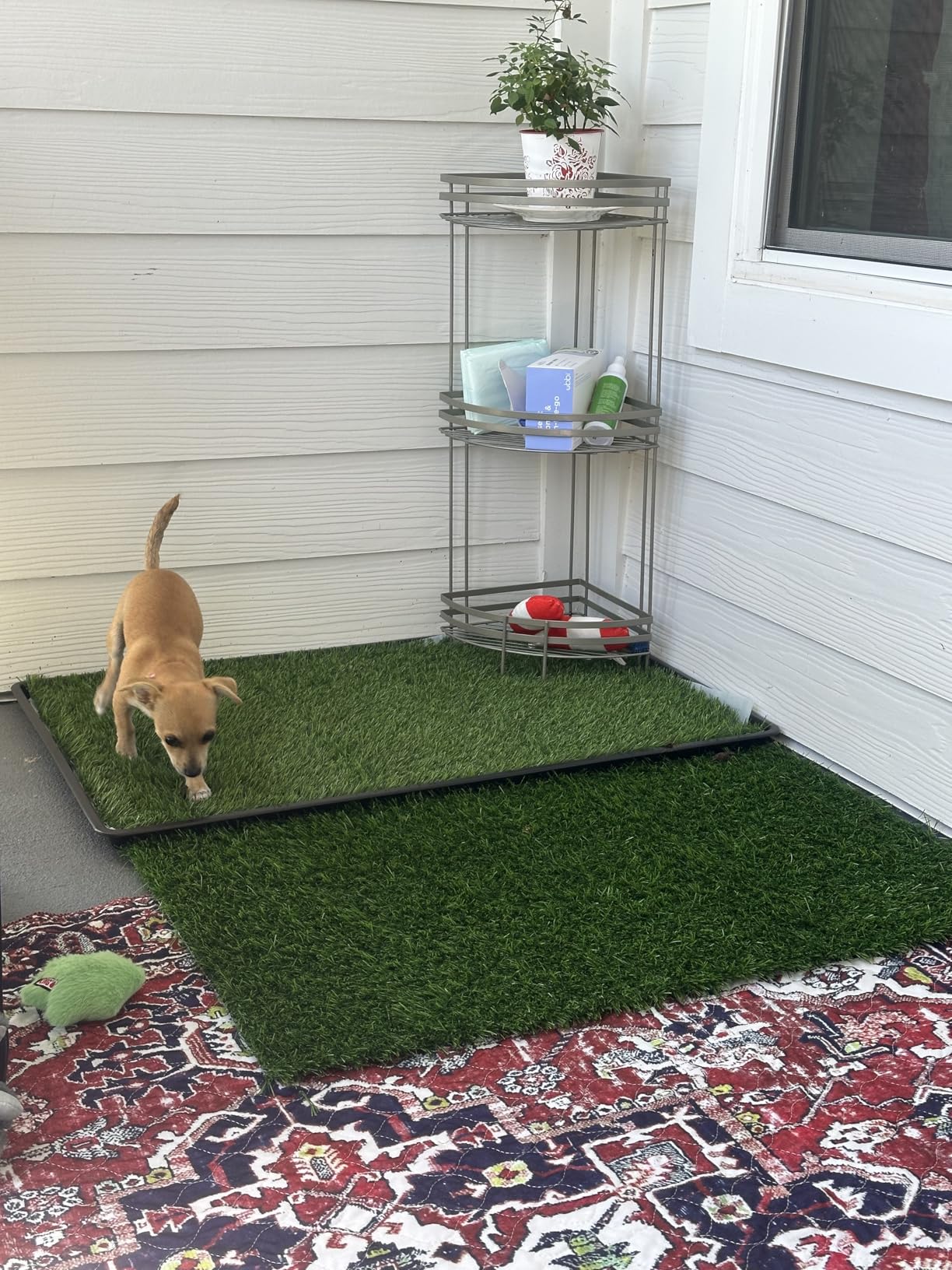 LOOBANI Dog Grass Pad with Tray - Dog Litter Box - Indoor Potty for Apartment and Patio Training - with 2 Packs Grass Pee Pads for Replacement, 16x20 Inch customer photo 1