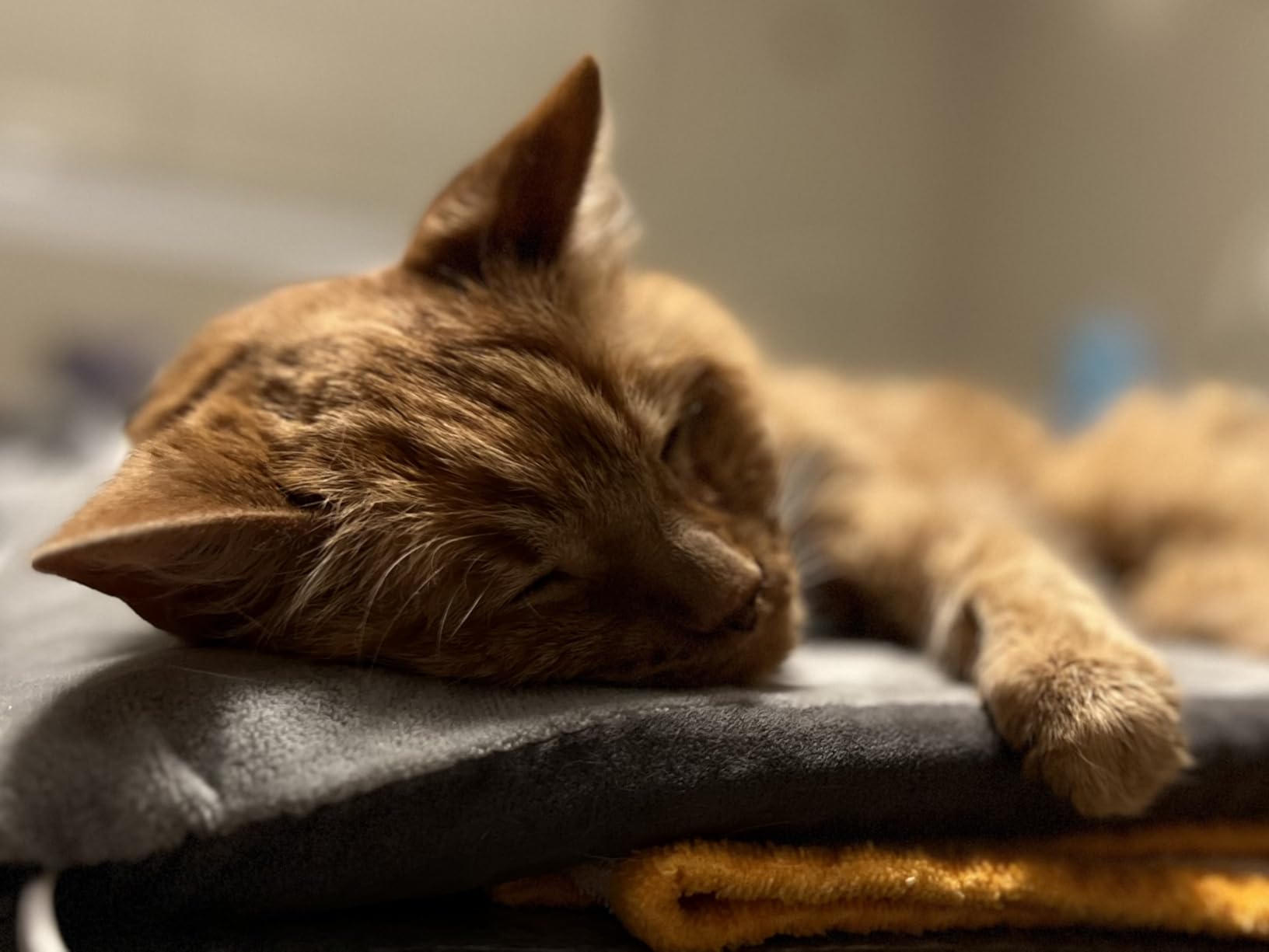 K&H Pet Products Heated Cat Bed Pad for Indoor Cats, Thermo-Kitty Mat Calming Warm Pet Heating Pad for Inside Pets, Machine Washable, Waterproof Heater, Safety Listed - 12.5 X 25in Gray customer photo 1