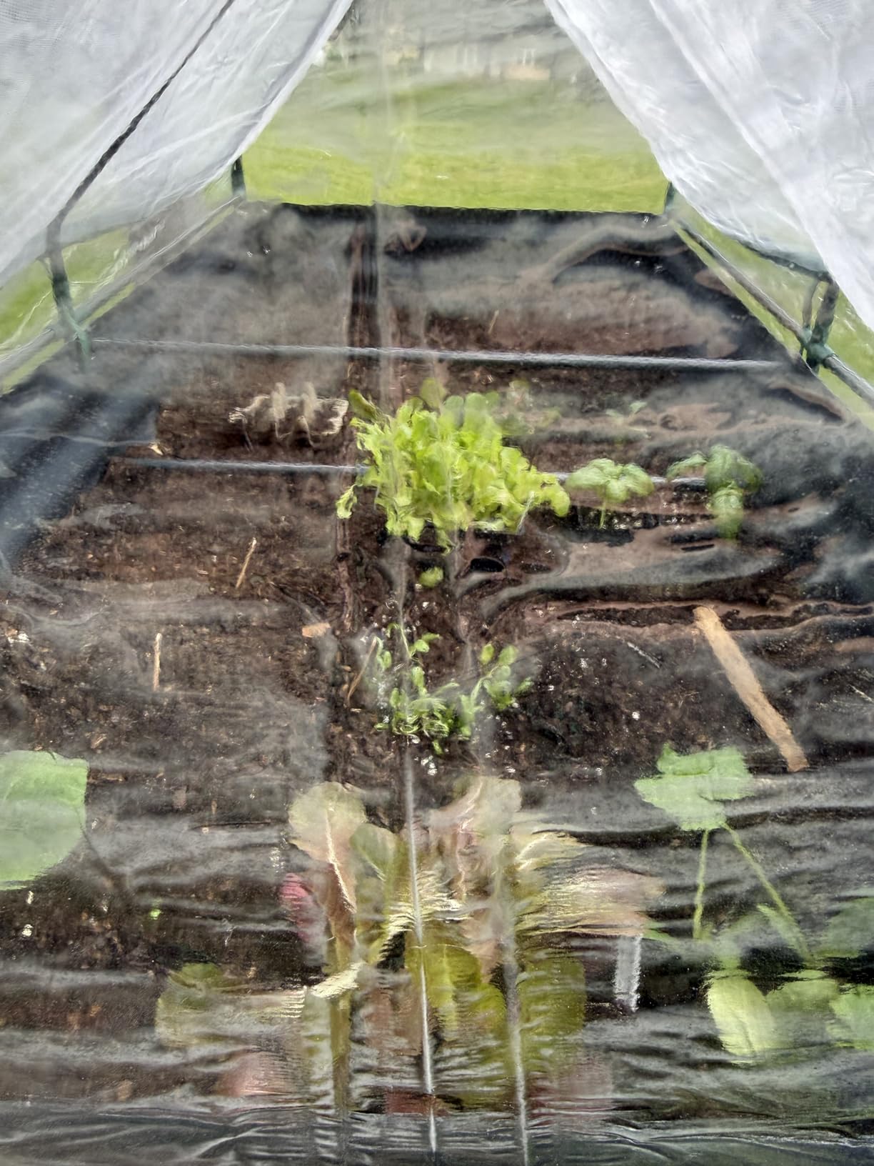 Quictent Raised Garden Bed with Cover Outdoor Galvanized Metal Planter Box Kit, w/ 2 Large Screen Windows Mini Greenhouse, 6x3x1ft customer photo 2