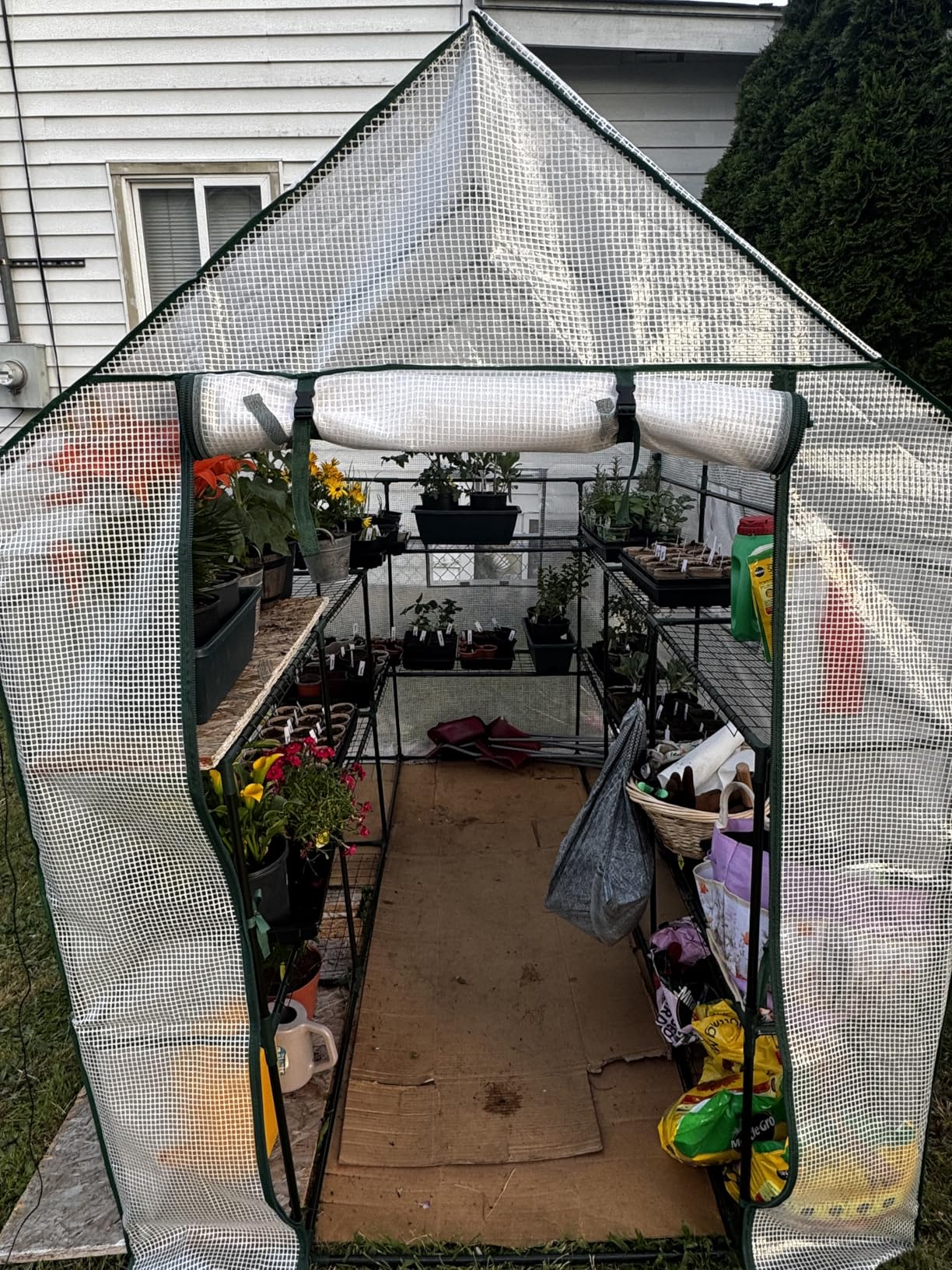 SUNGIFT Walk-in Greenhouse for Outdoors, 57x61x80 Inch Large Greenhouse, 3 Tiers 10 Shelves Mini Green House Kit with Observation Windows Roll-up Door Zipper, Plant Garden Hot House for Herbs, Flowers customer photo 2