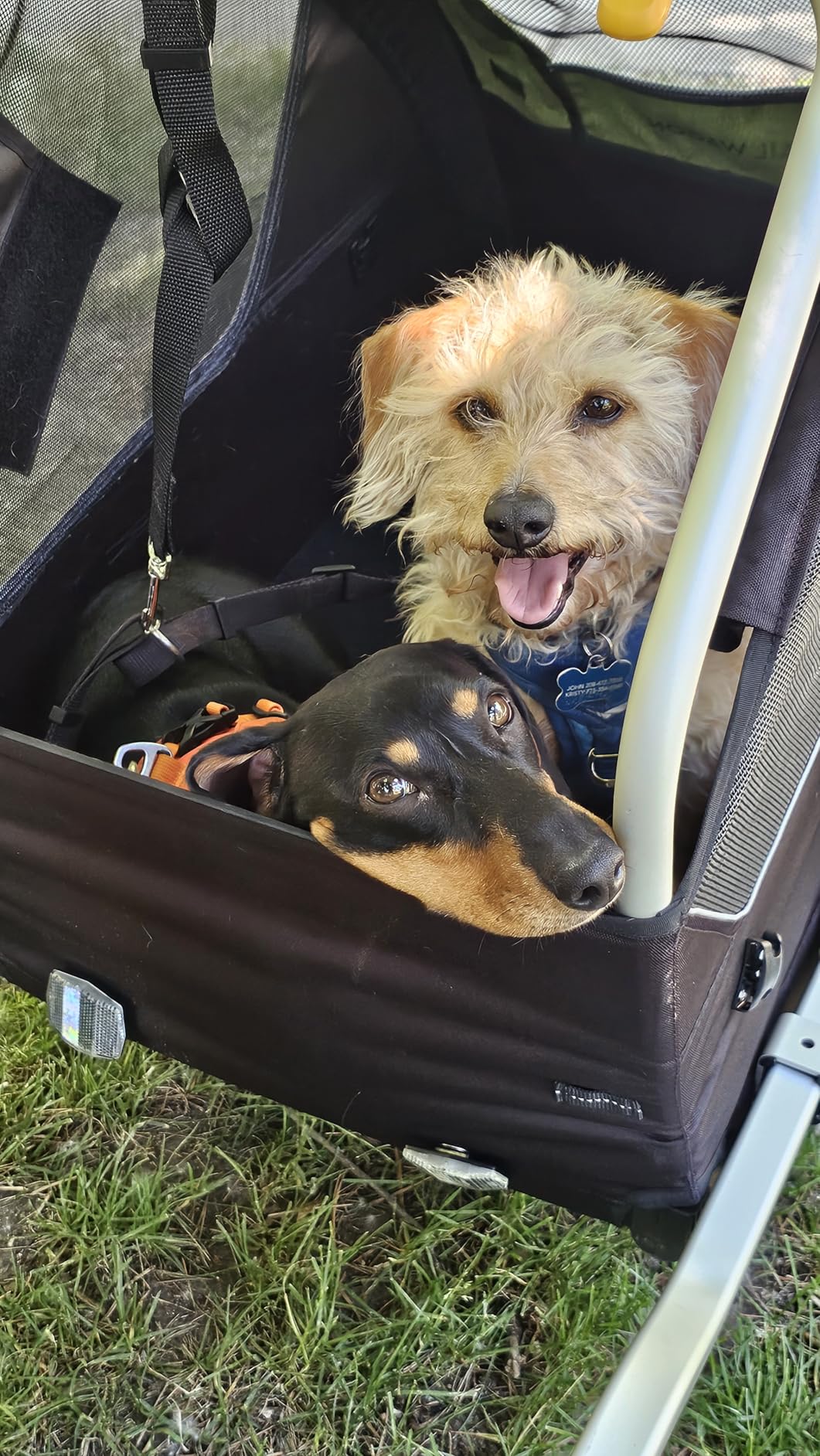 Burley Tail Wagon | Lightweight Dog Bike Trailer with Mesh Windows, Removable Floor & Low-Clearance Entry customer photo 2