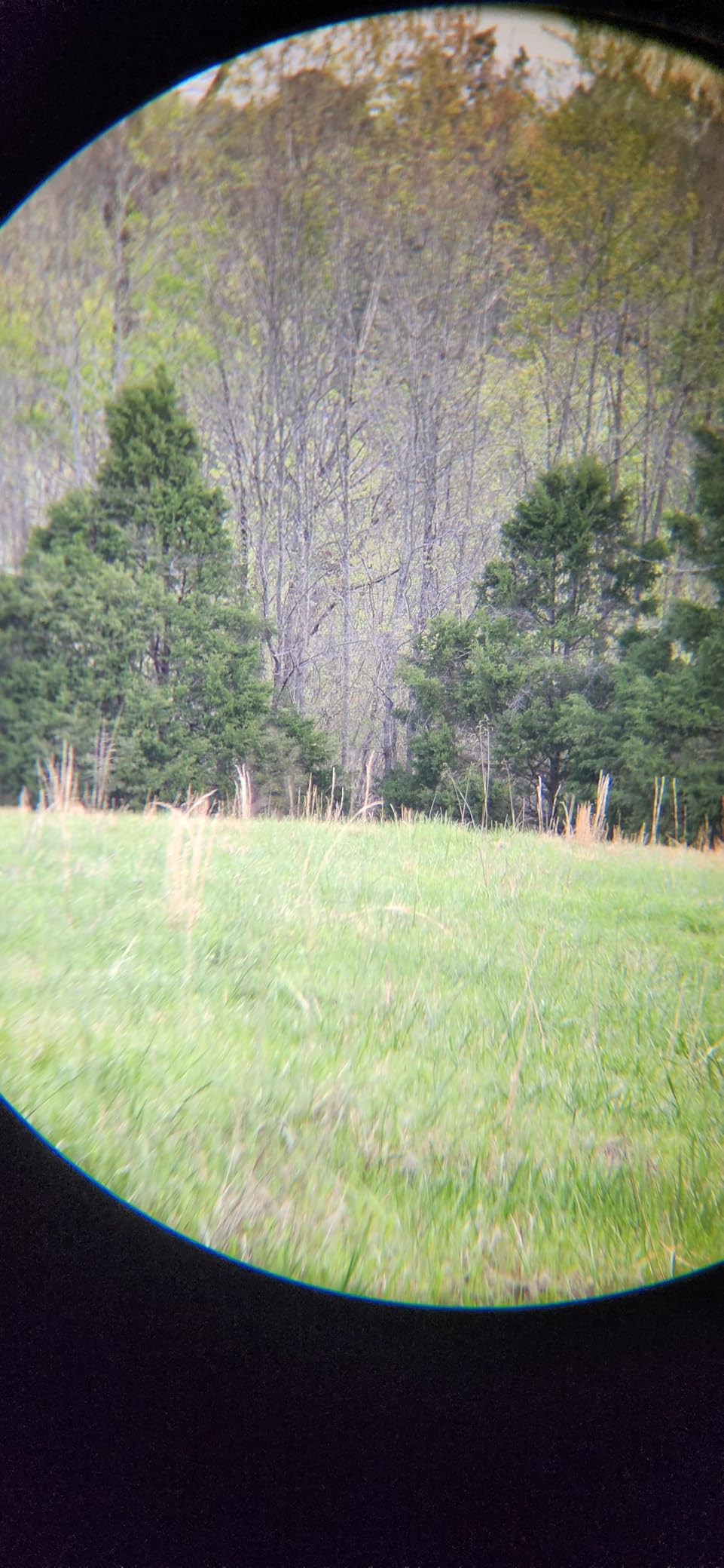 Vortex Triumph HD 10x42 Binoculars - HD Optical System, Fully Multi-Coated Lenses, Rubber Armor, Tripod Adaptable, Waterproof, Fogproof, Shockproof - Unlimited, Unconditional Warranty customer photo 2