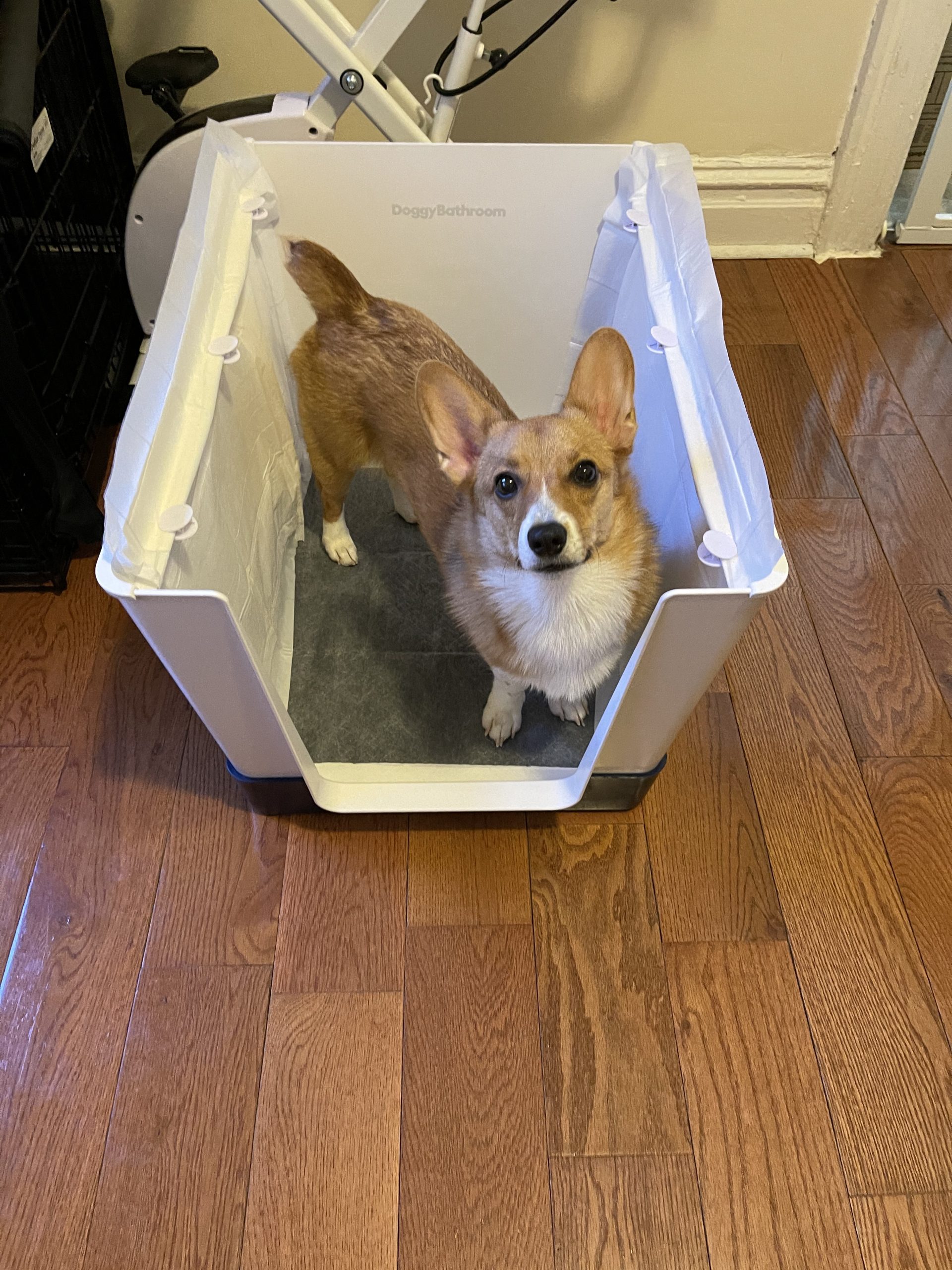 Indoor Dog Potty with High Walls and Low Entry for Small Dogs - Vertical Pad Holder, Splash Guard, and Clean Modern Design by DoggyBathroom (Mini, Dark Grey) customer photo 1