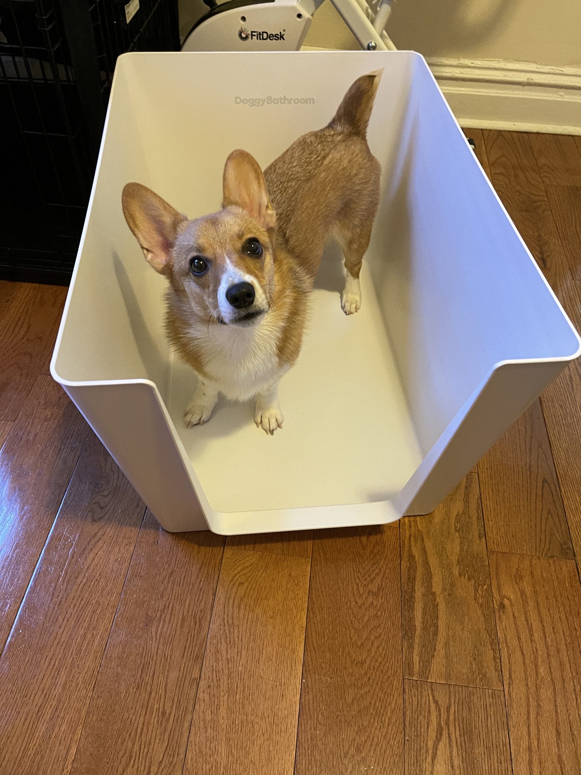 Indoor Dog Potty with High Walls and Low Entry for Small Dogs - Vertical Pad Holder, Splash Guard, and Clean Modern Design by DoggyBathroom (Mini, Dark Grey) customer photo 2