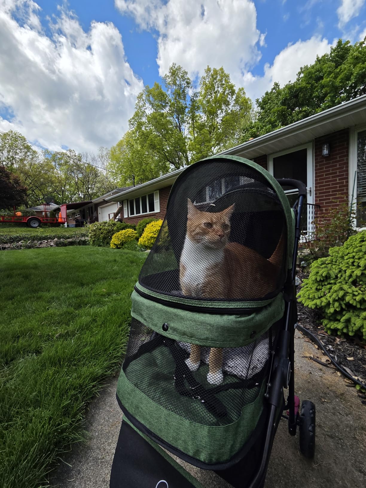 ROODO 3 Wheel Dog Pet Cat Stroller Best Lightweight Foldable Compact Portable Jogger All Terrain Travel Pet Gear for up to 30lbs Medium Small Dogs and Cats customer photo 1