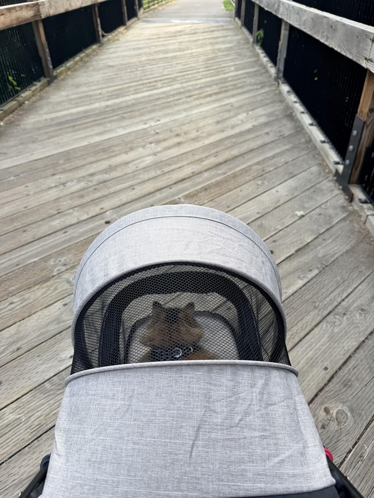 ROODO 3 Wheel Dog Pet Cat Stroller Best Lightweight Foldable Compact Portable Jogger All Terrain Travel Pet Gear for up to 30lbs Medium Small Dogs and Cats customer photo 2