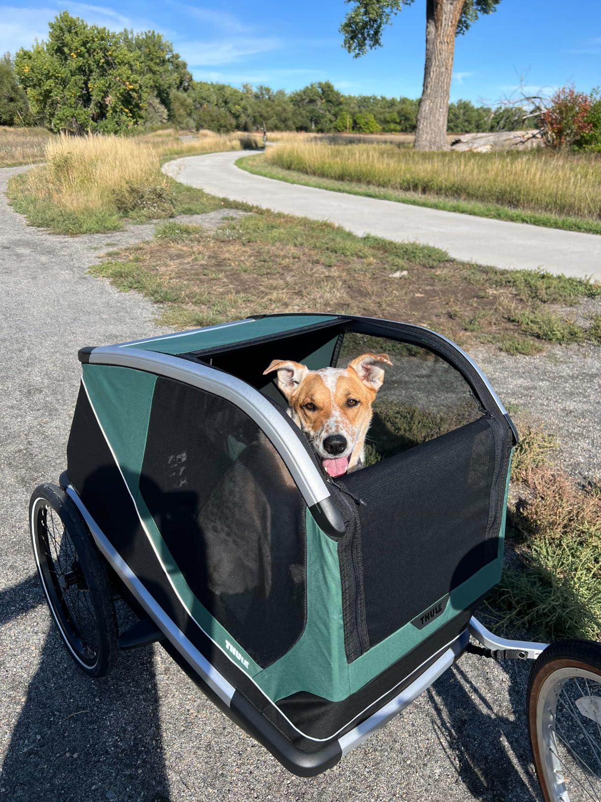 Thule Bexey Pet Bike Trailer - Carrier for Small & Large Sized Dogs - Foldable Design - Easy to Connect to Bike - Padded Interior - Converts into Travel Crate - Durable Materials customer photo 1