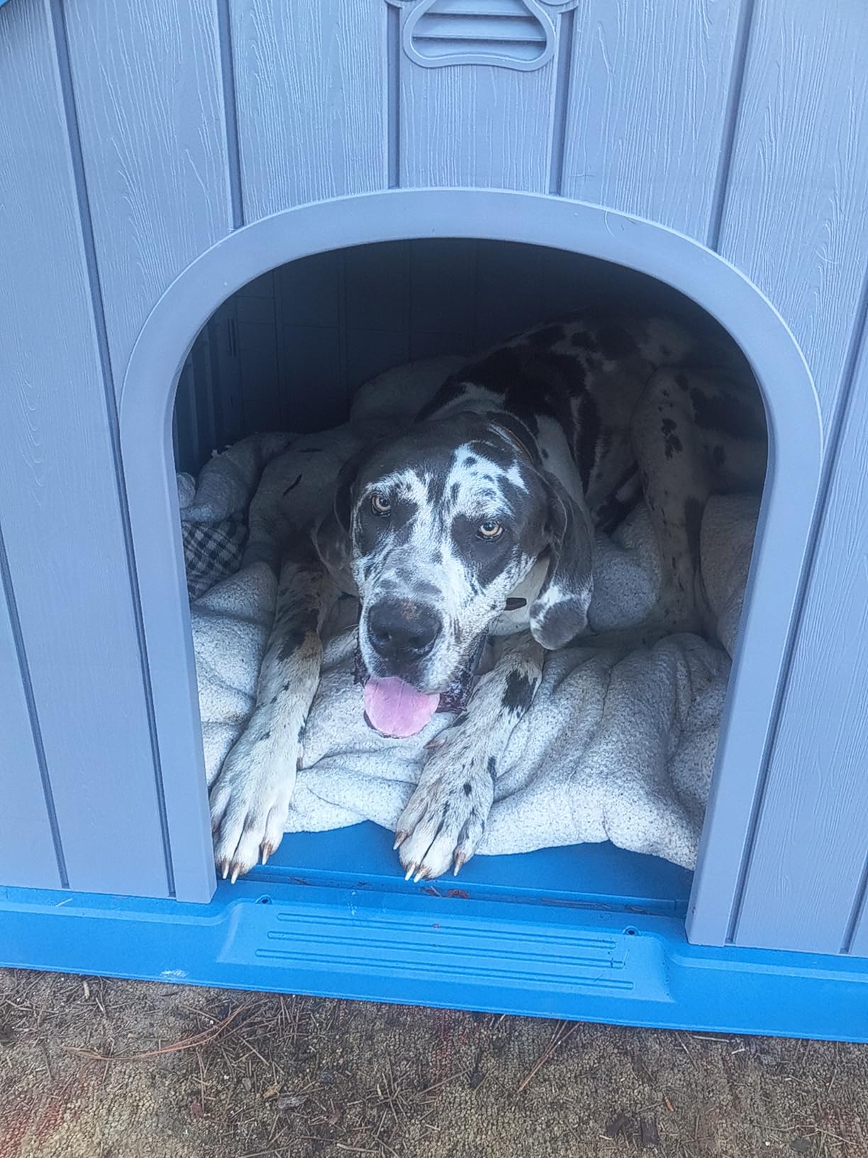 DRATO Large Dog House Indoor Outdoor Waterproof, Puppy Shelter with Air Vents and Elevated Floor, Sturdy Dog Kennel for Small to Large Sized Dogs, Easy to Assemble (Blue, 38.62x36.26x38.07 Inches) customer photo 1