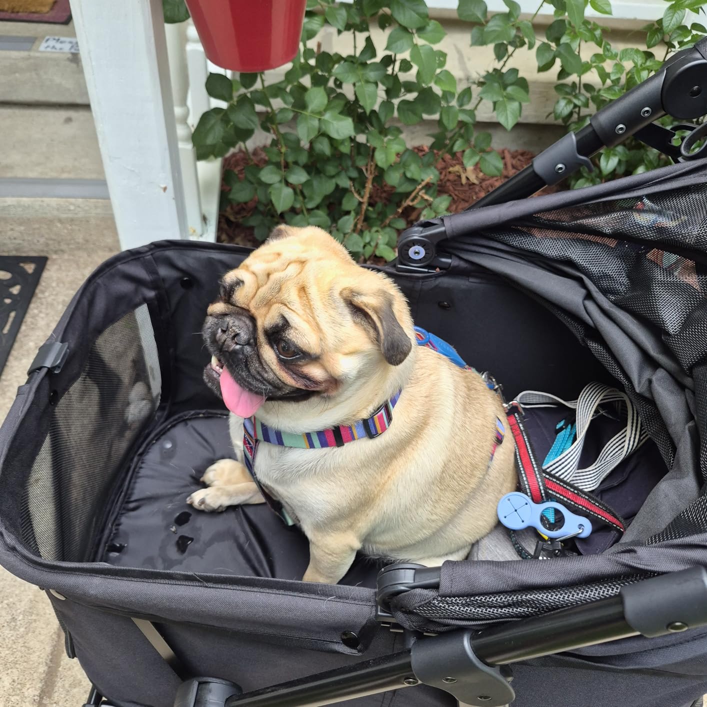 Zoosky Medium Dog Stroller for Large Dogs, Pet Stroller for Medium Dogs Up to 66lbs, All-Terrain with Adjustable Handle & Canopy, Sun Shades, Storage Organizer, Waterproof Oxford Fiber customer photo 1