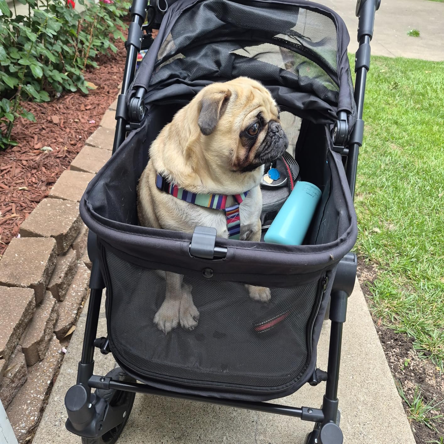 Zoosky Medium Dog Stroller for Large Dogs, Pet Stroller for Medium Dogs Up to 66lbs, All-Terrain with Adjustable Handle & Canopy, Sun Shades, Storage Organizer, Waterproof Oxford Fiber customer photo 2