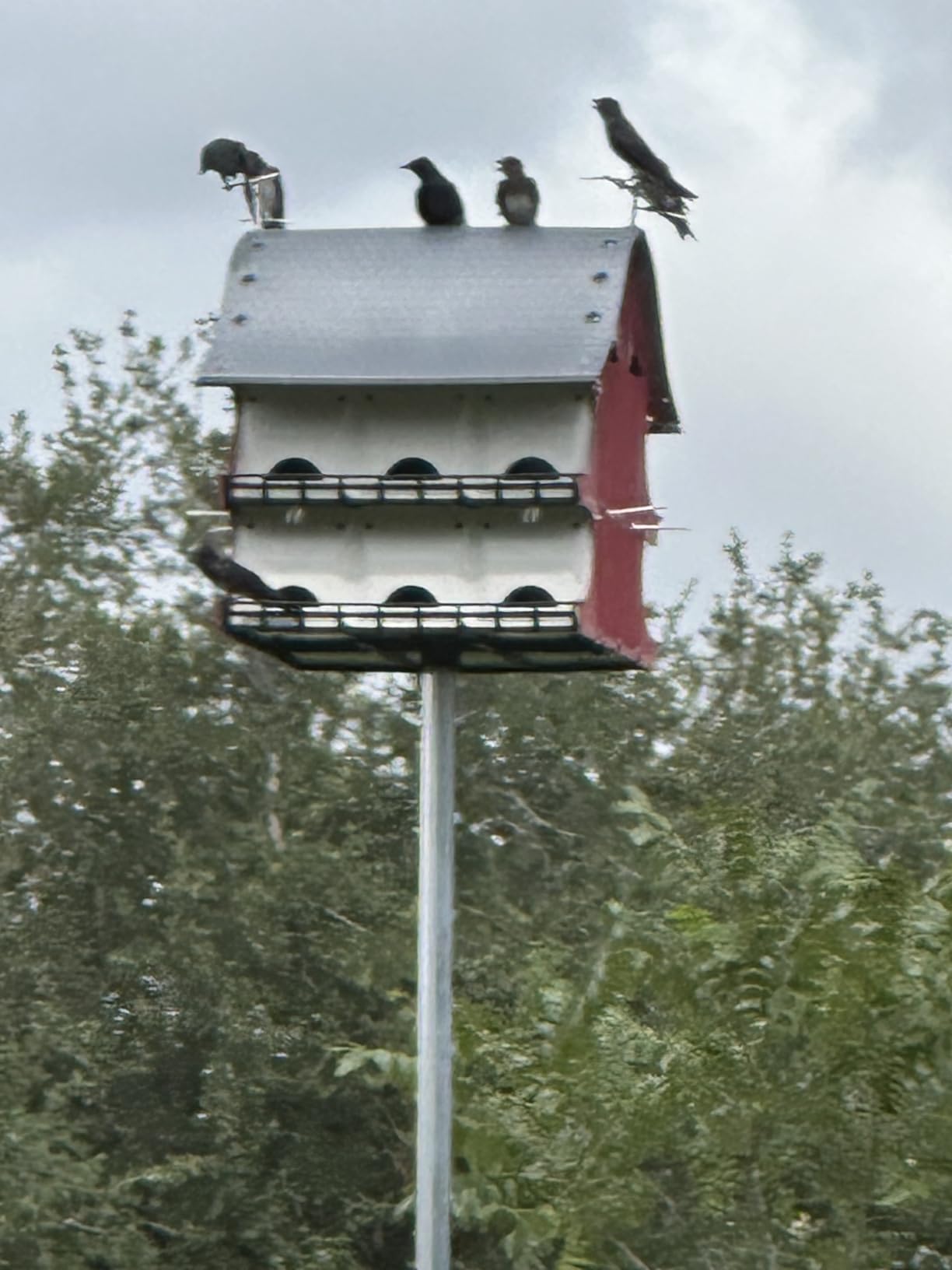 16 Family Purple Martin Barn customer photo 2
