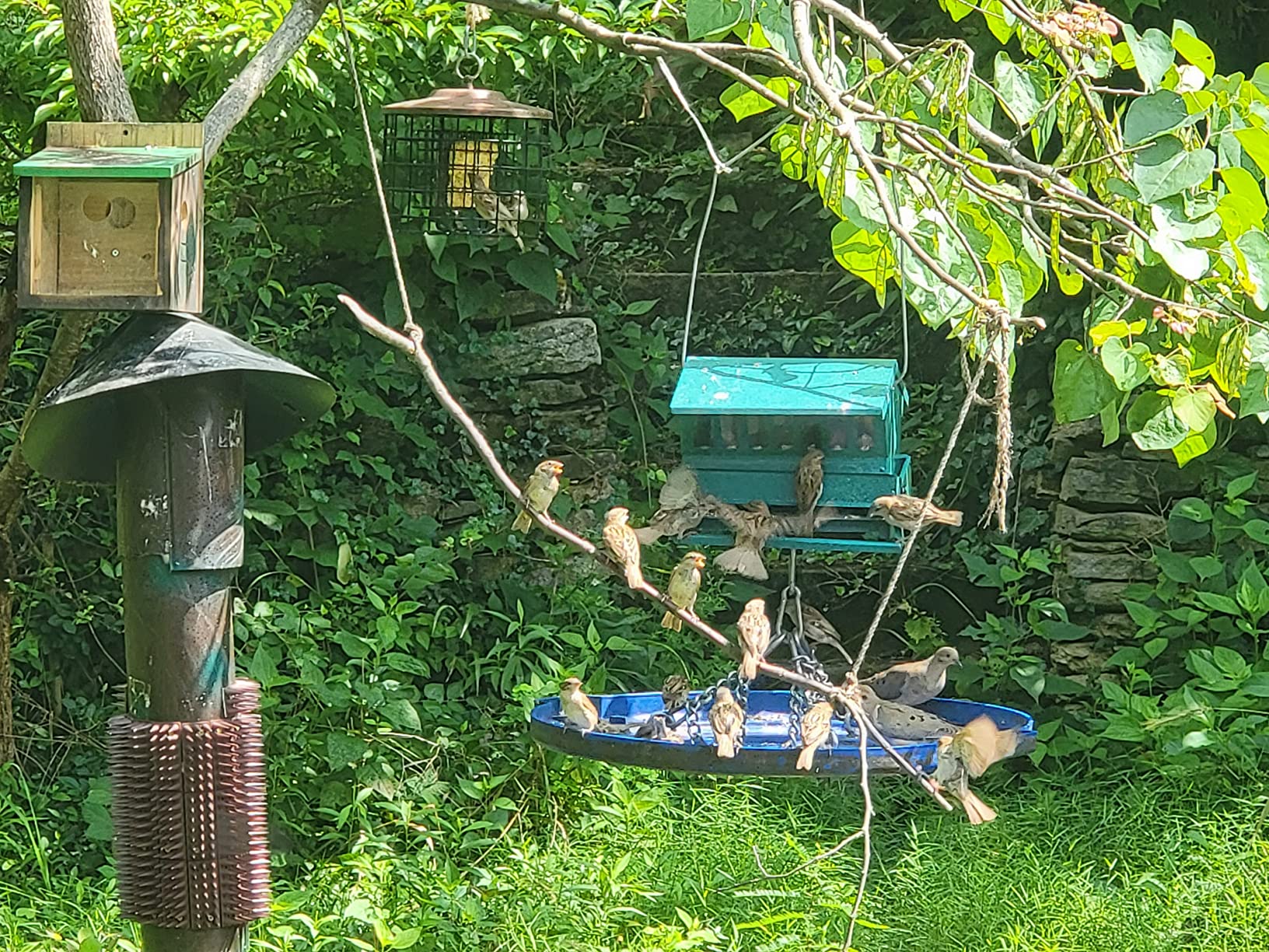 Woodlink Absolute II Squirrel Resistant Bird Feeder Model 7536, 12 lbs Capacity customer photo 1