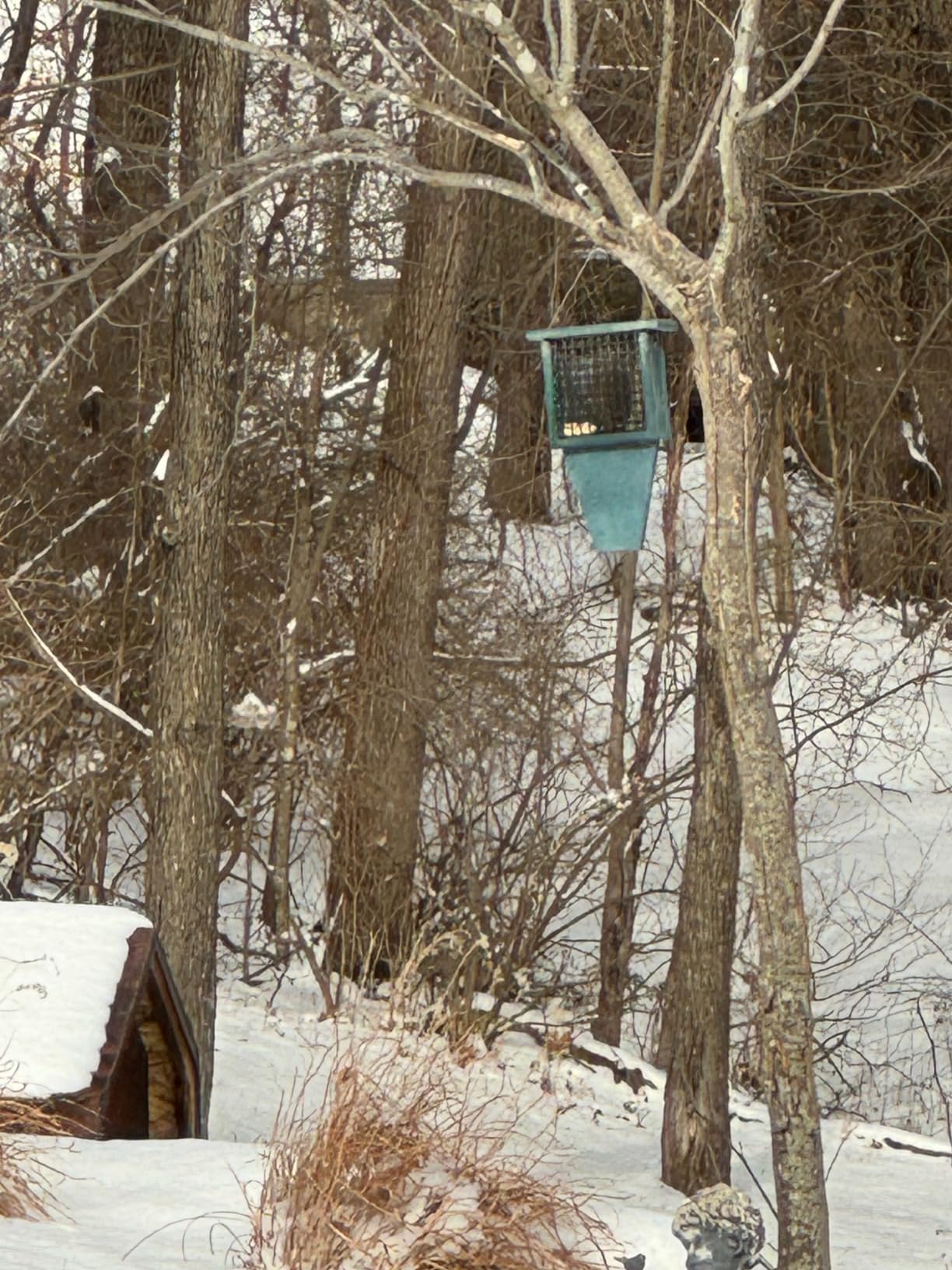 Recycled Plastic Suet Feeder - Hunter and Driftwood | Coated Wire Cage Holds Bird Seed Cakes or Suet - Tail Prop Helps Larger Birds Balance customer photo 1