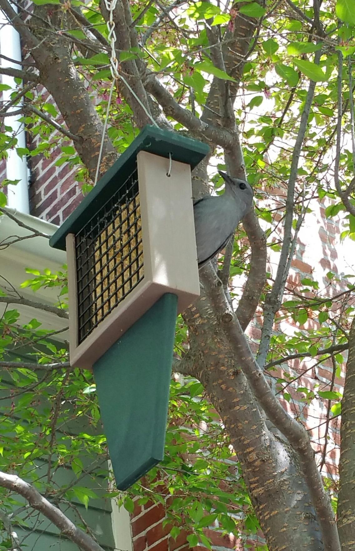 Recycled Plastic Suet Feeder - Hunter and Driftwood | Coated Wire Cage Holds Bird Seed Cakes or Suet - Tail Prop Helps Larger Birds Balance customer photo 2