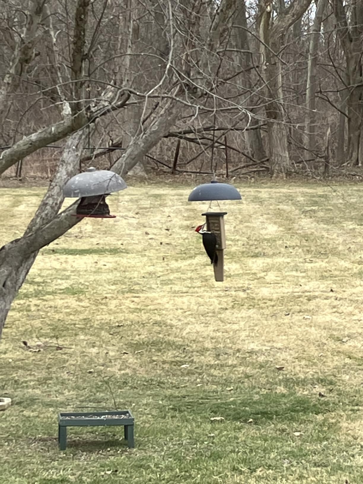 Birds Choice Pileated Suet Feeder with Tail Prop, Holds 2 Suet Cakes | Hanging Suet Bird Feeder for Woodpeckers, Jays, Nuthatches | Sturdy for Garden & Backyard | Taupe & Green, 8