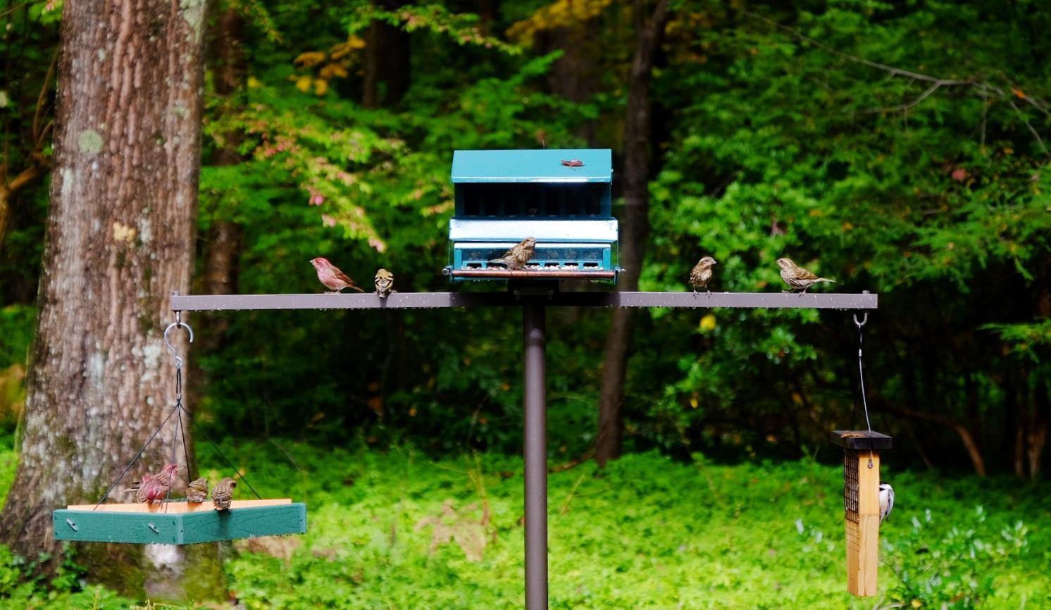 Woodlink Going Green Platform Bird Feeder Model GGPLAT customer photo 2