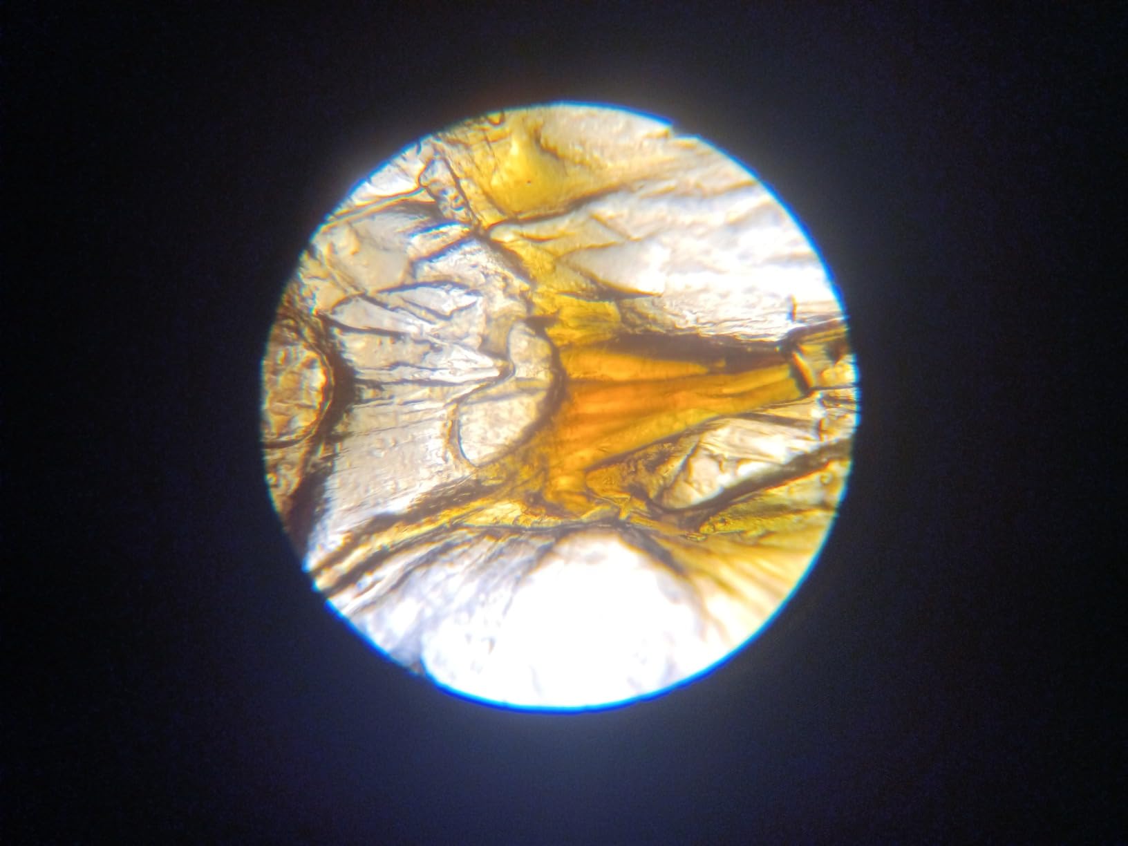 AmScope T490B-DK Compound Trinocular Microscope, WF10x and WF20x Eyepieces, 40X-2000X Magnification, Brightfield/Darkfield, Halogen Illumination, Abbe Condenser, Double-Layer Mechanical Stage, Sliding Head customer photo 1
