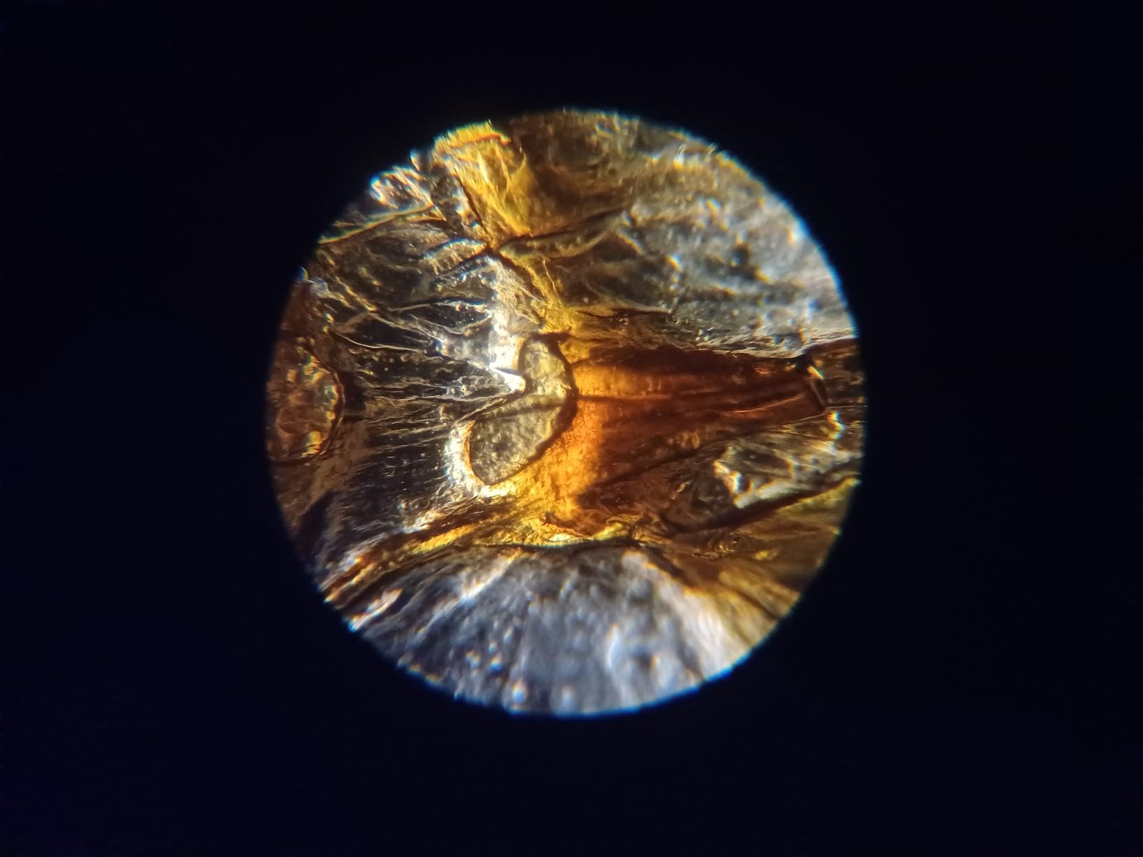 AmScope T490B-DK Compound Trinocular Microscope, WF10x and WF20x Eyepieces, 40X-2000X Magnification, Brightfield/Darkfield, Halogen Illumination, Abbe Condenser, Double-Layer Mechanical Stage, Sliding Head customer photo 2