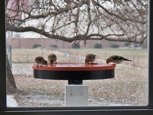 Farm Innovators Heated Bird Bath, 1 Quart Capacity, Outdoor Decor Shallow Bath Tray for Birds - Birdbath with Deck, Clamp, and Ground Mount Options customer photo 1