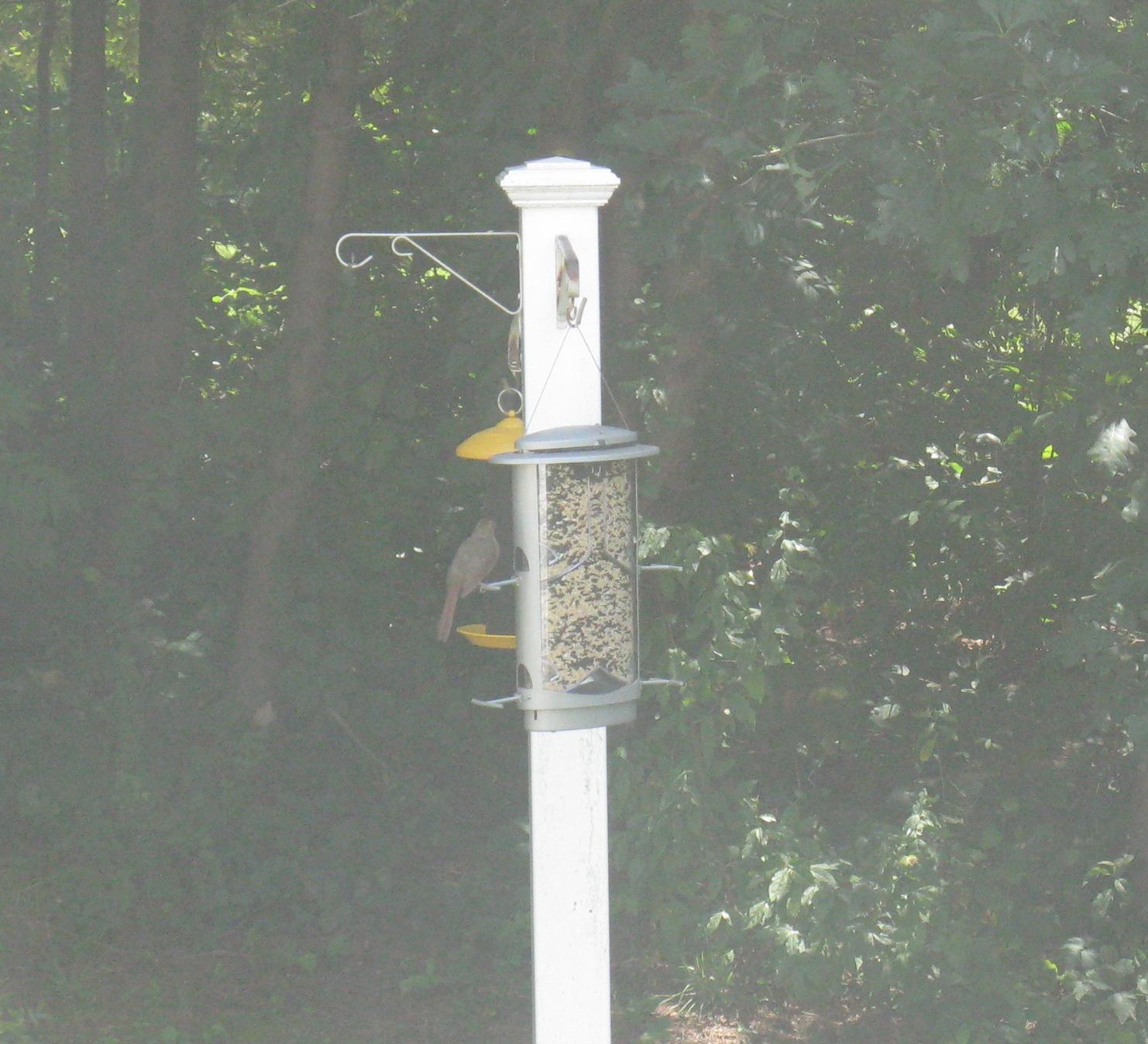 More Birds X-1 Squirrel-Proof Bird Feeder with 4.2-Pound Bird Seed Capacity and Four Feeding Ports customer photo 1
