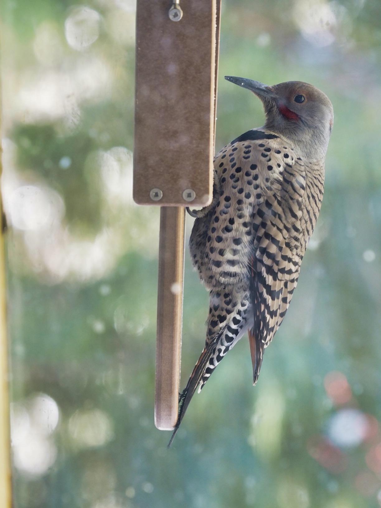 Kettle Moraine Recycled Plastic Single Suet Cake Tail Prop Suet Bird Feeder with Hanging Cable customer photo 2