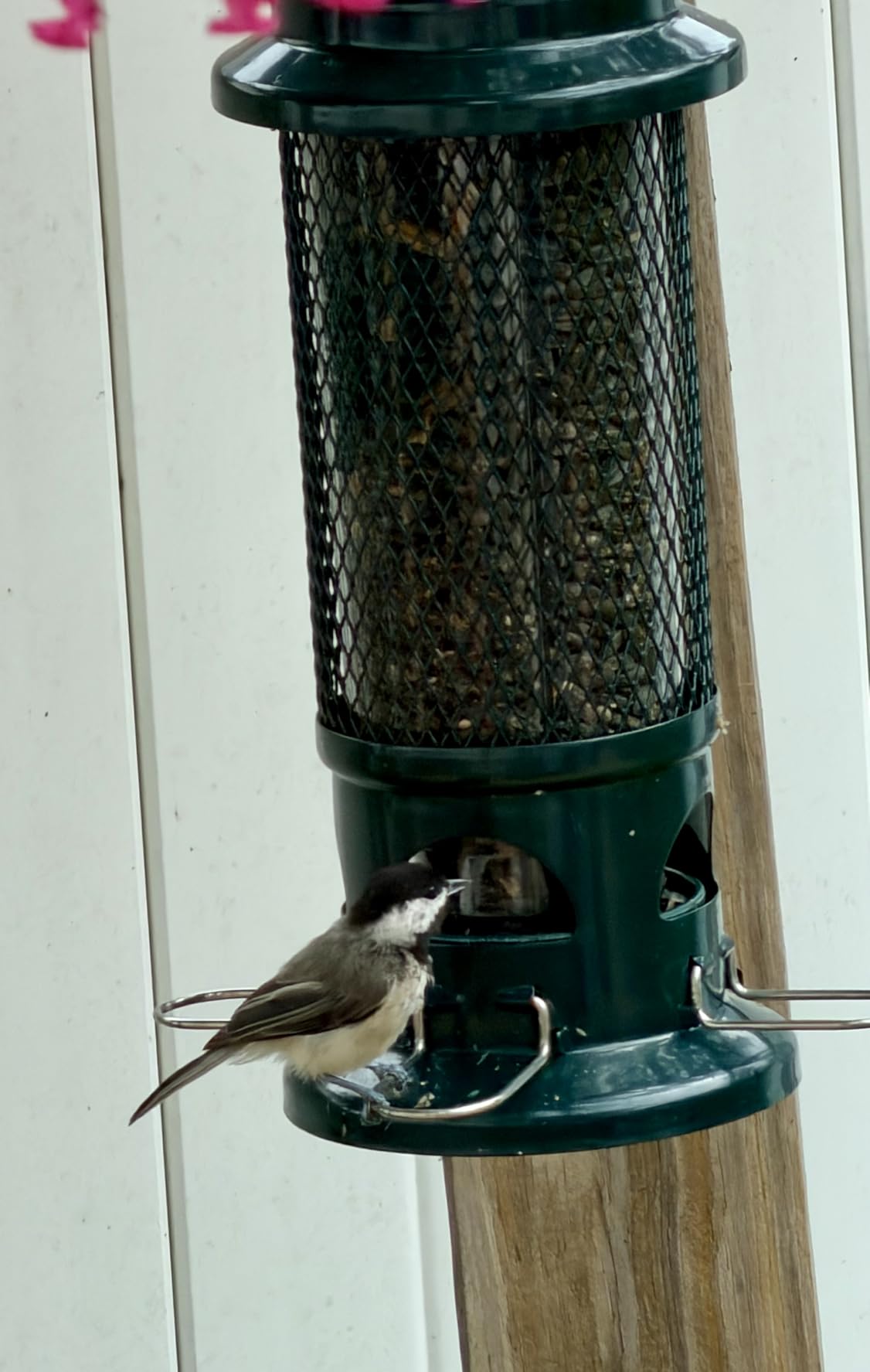 Squirrel Buster Standard Squirrel-proof Bird Feeder w/4 Metal Perches, 1.3-pound Seed Capacity, garden green | Four metal perches, weight-triggered closure, chew-proof design, easy cleaning customer photo 1
