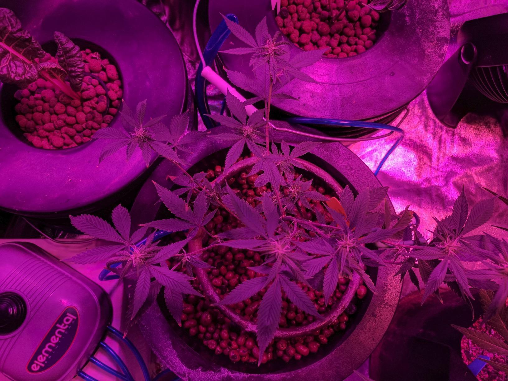 Deep Water Culture (DWC) Hydroponic Bubbler Bucket Kit by PowerGrow Systems (4) 5 Gallon - 6