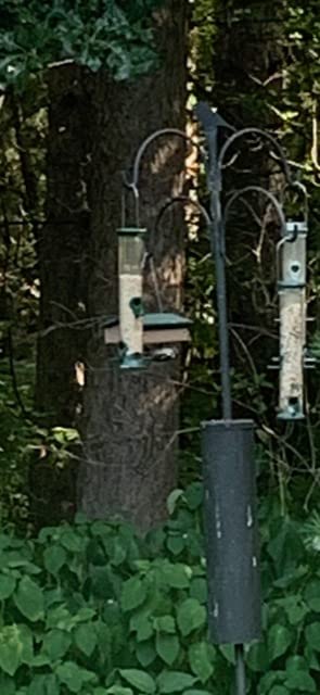 Upside Down Suet Feeder-Driftwood customer photo 1
