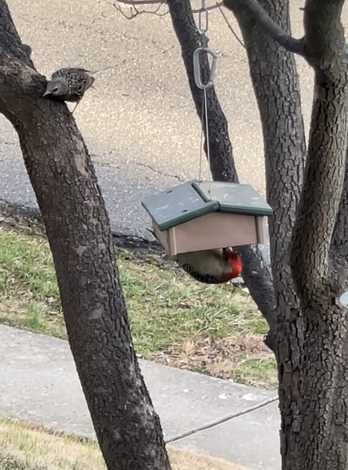 Upside Down Suet Feeder-Driftwood customer photo 2