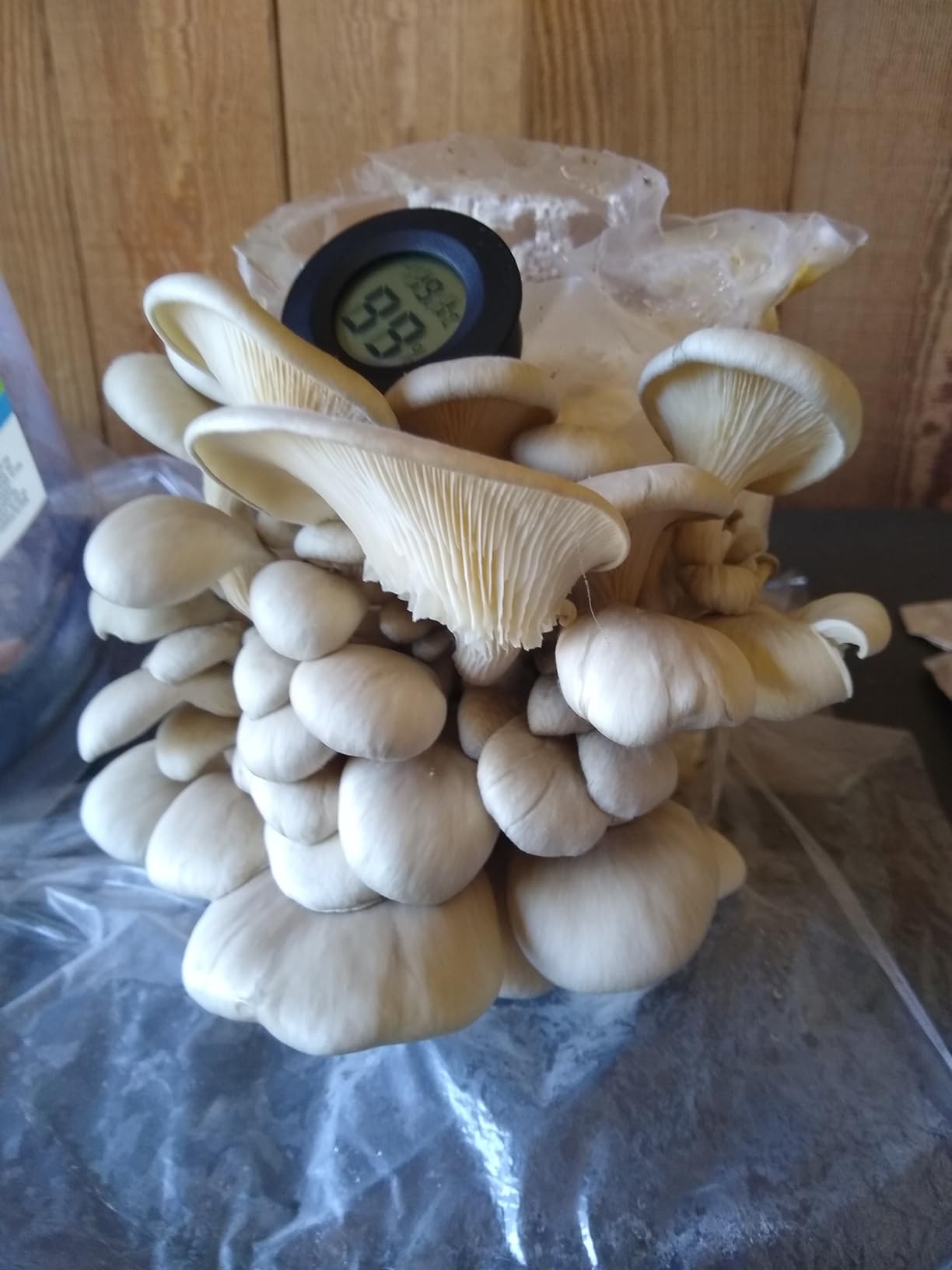 Back to the Roots Organic Mini Mushroom Grow Kit, Harvest Gourmet Oyster Mushrooms In 10 days customer photo 1