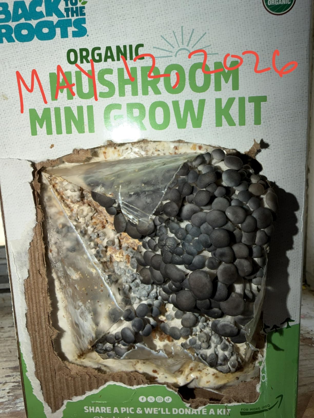 Back to the Roots Organic Mini Mushroom Grow Kit, Harvest Gourmet Oyster Mushrooms In 10 days customer photo 2