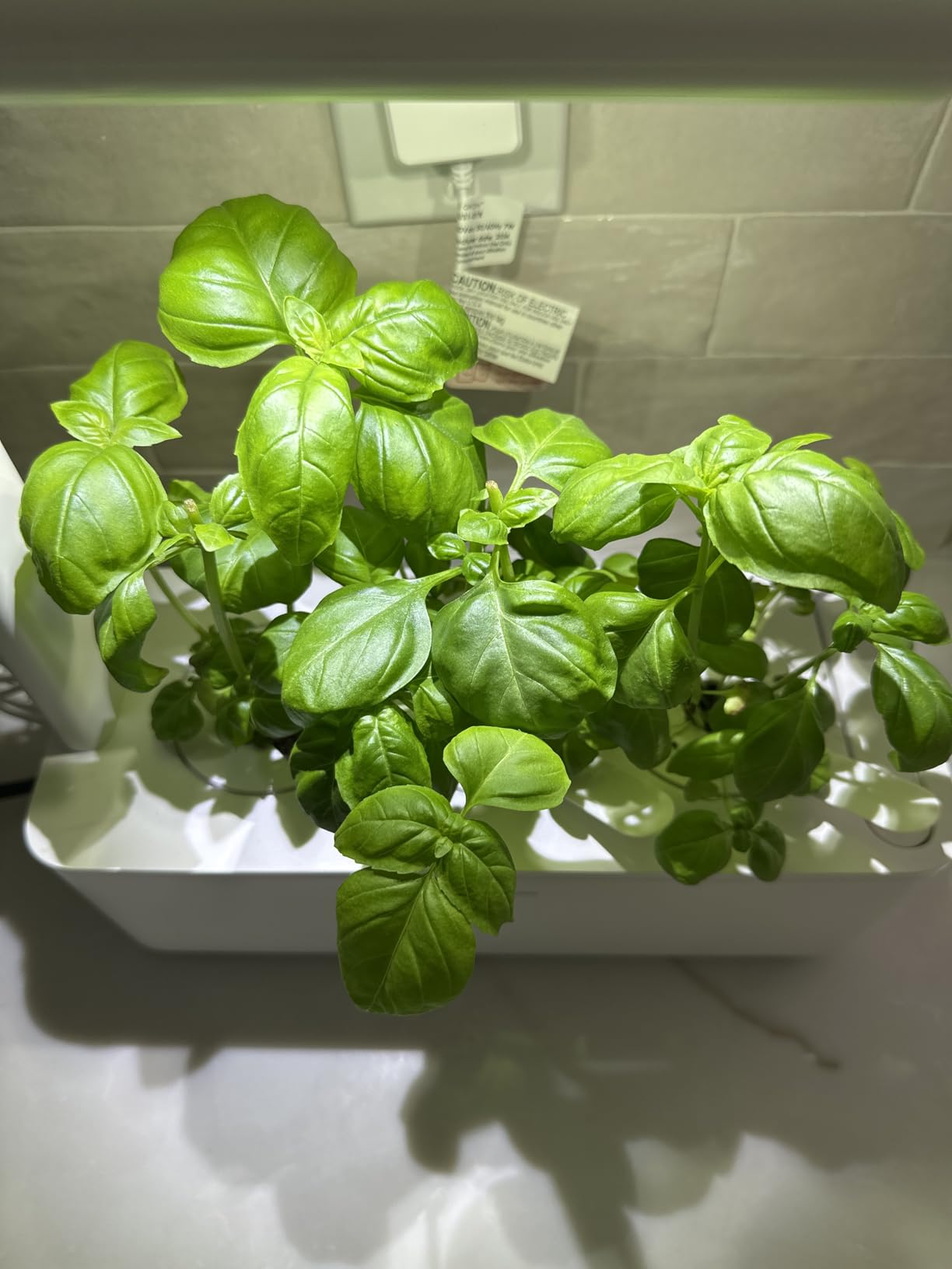Click & Grow Indoor Herb Garden Kit with Grow Light | Smart Garden for Home Kitchen Windowsill | Easier Than Hydroponics Growing System (3 Basil Pods Included) customer photo 2