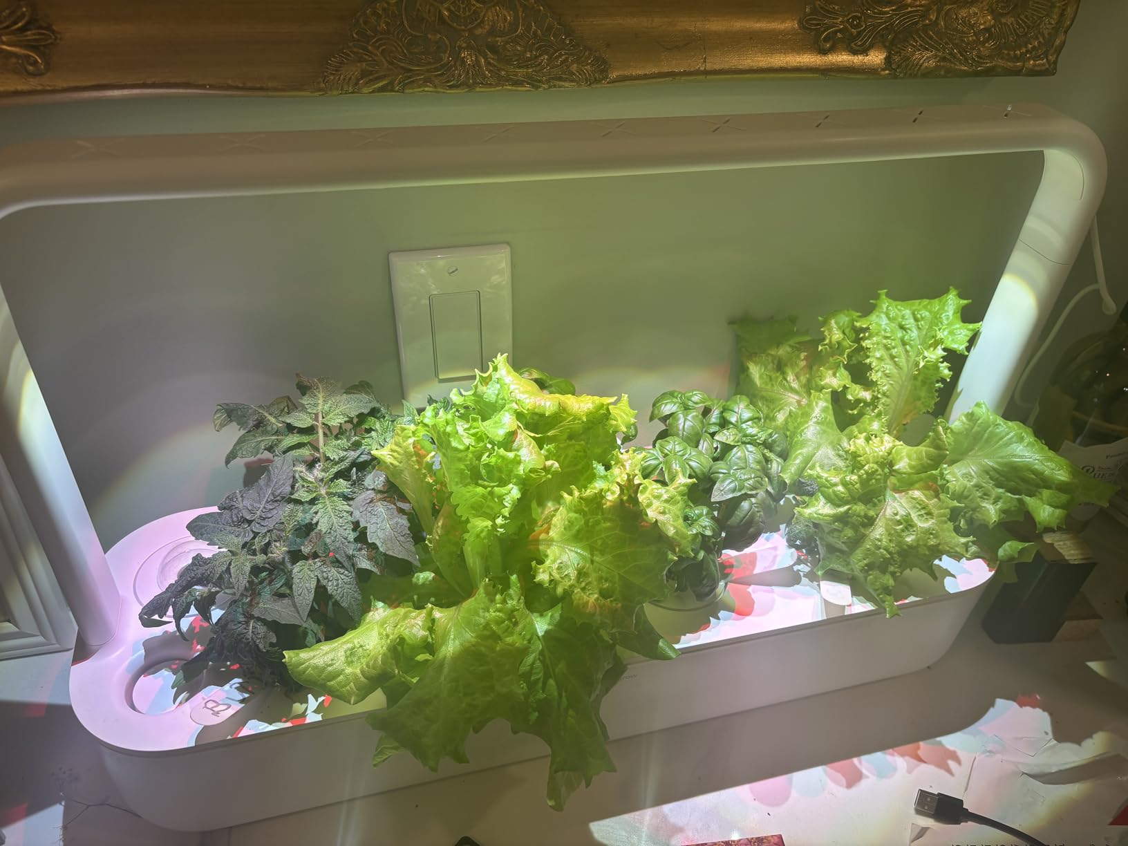 Click & Grow Smart Garden 9 Indoor Herb Garden Kit with Grow Light, Gray | Easier than a hydroponic growing system. Patented Smart Soil. Starter kit (basil, tomato, lettuce) customer photo 1