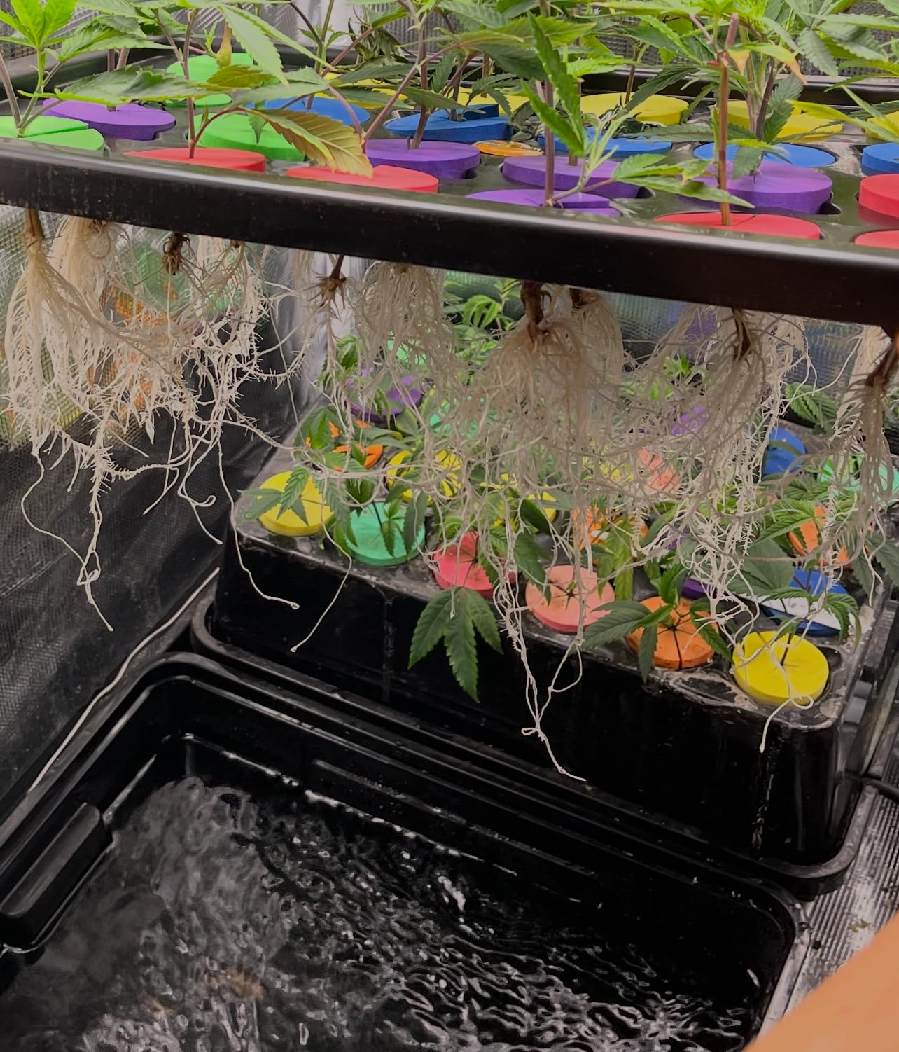 Psycloner Clone Machine, Hydroponics System, Cloner for Plant Cuttings, Propagation, 2 Gallon, Deep Water Culture, DWC (24 Site) customer photo 1