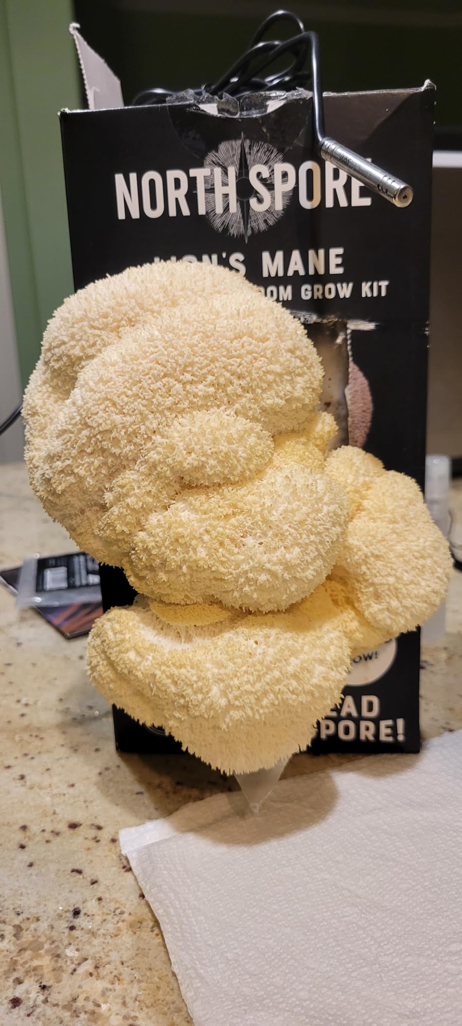North Spore Organic Lion's Mane Mushroom Spray & Grow Kit (4 lbs) | USDA-Certified Organic, Non-GMO, Beginner-Friendly customer photo 2