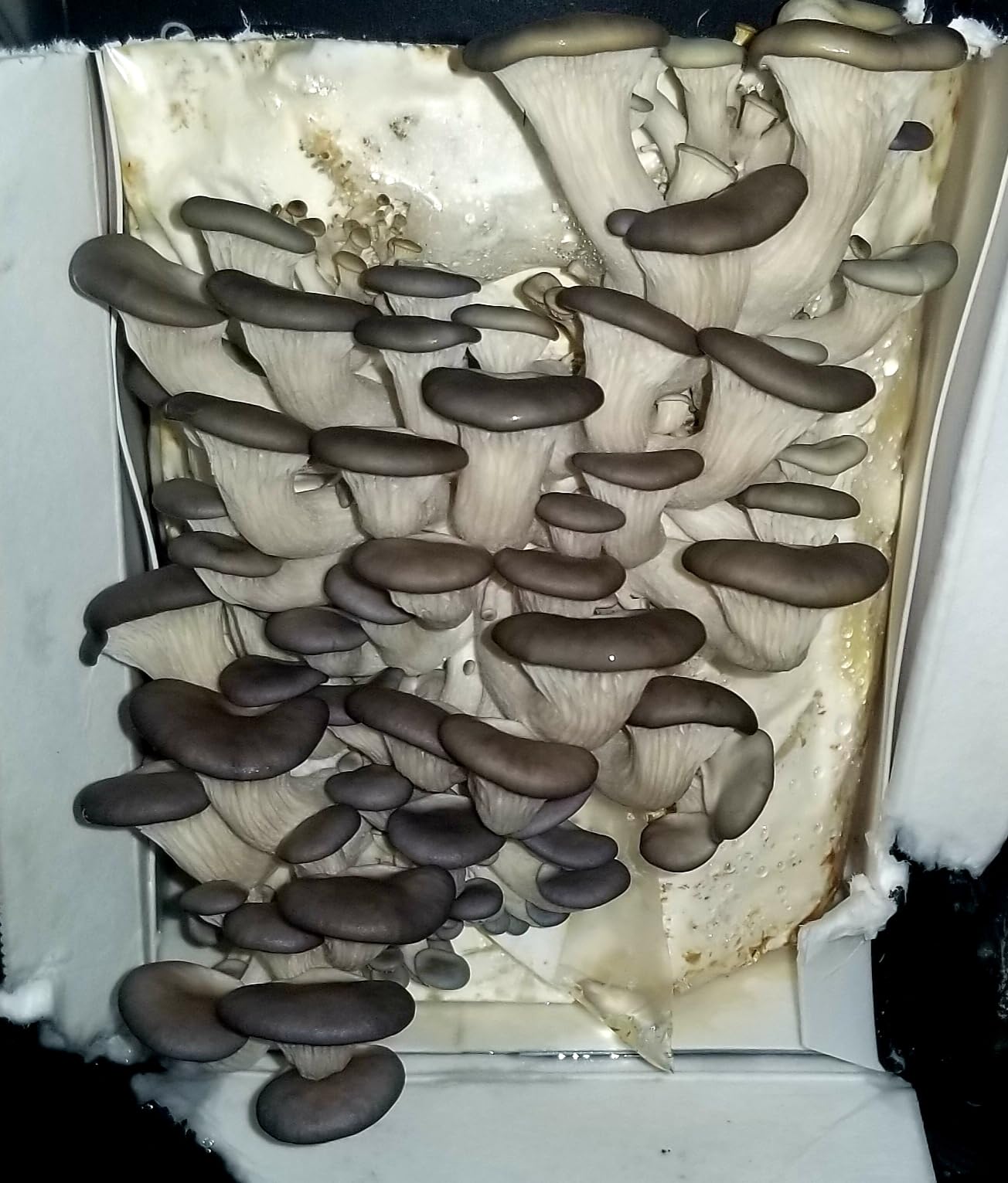 North Spore Organic Blue Oyster Mushroom Spray & Grow Kit (4 lb) | Beginner Friendly & Easy to Use | USDA Certified Organic customer photo 1