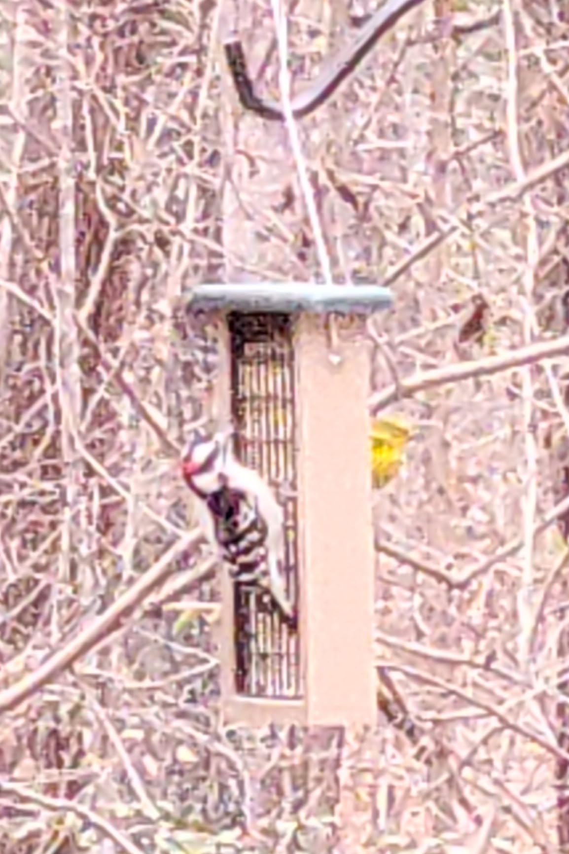 Birds Choice Squirrel Proof Suet Bird Feeder for 2 Cakes with 13in Wire Cage customer photo 2