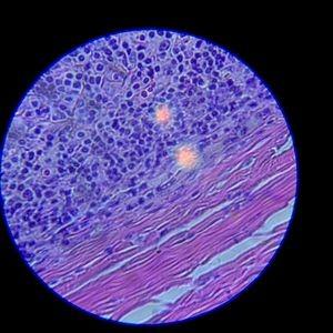 SWIFT SW380B 40X-2500X Magnification, Siedentopf Head, Research-Grade Binocular Compound Lab Microscope with Wide-Field 10X and 25X Eyepieces, Mechanical Stage, Ultra-Precise Focusing customer photo 1