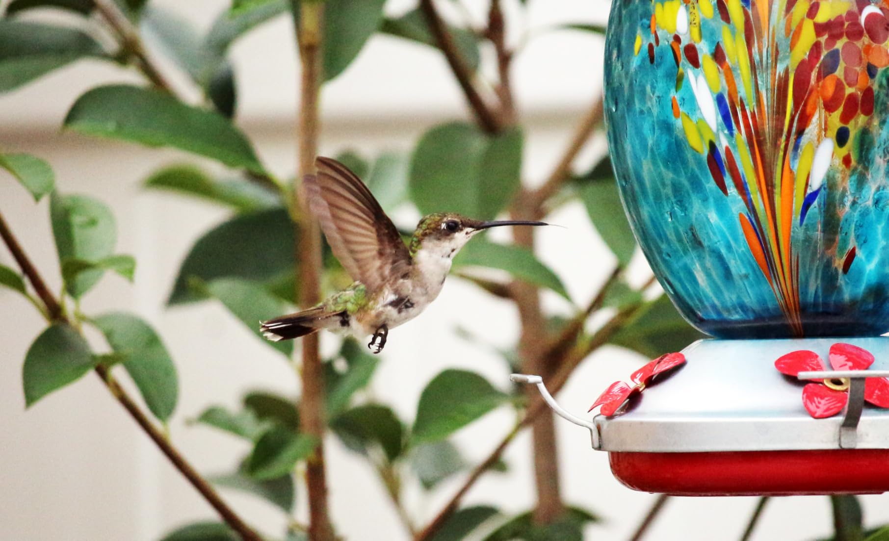 Muse Garden Glass Humming Bird Feeders for Outdoors - 27OZ Blown Glass | Decorative Self Hanging Nectar Bird Feeder for Hummingbirds, Garden Patio Yard Use customer photo 2