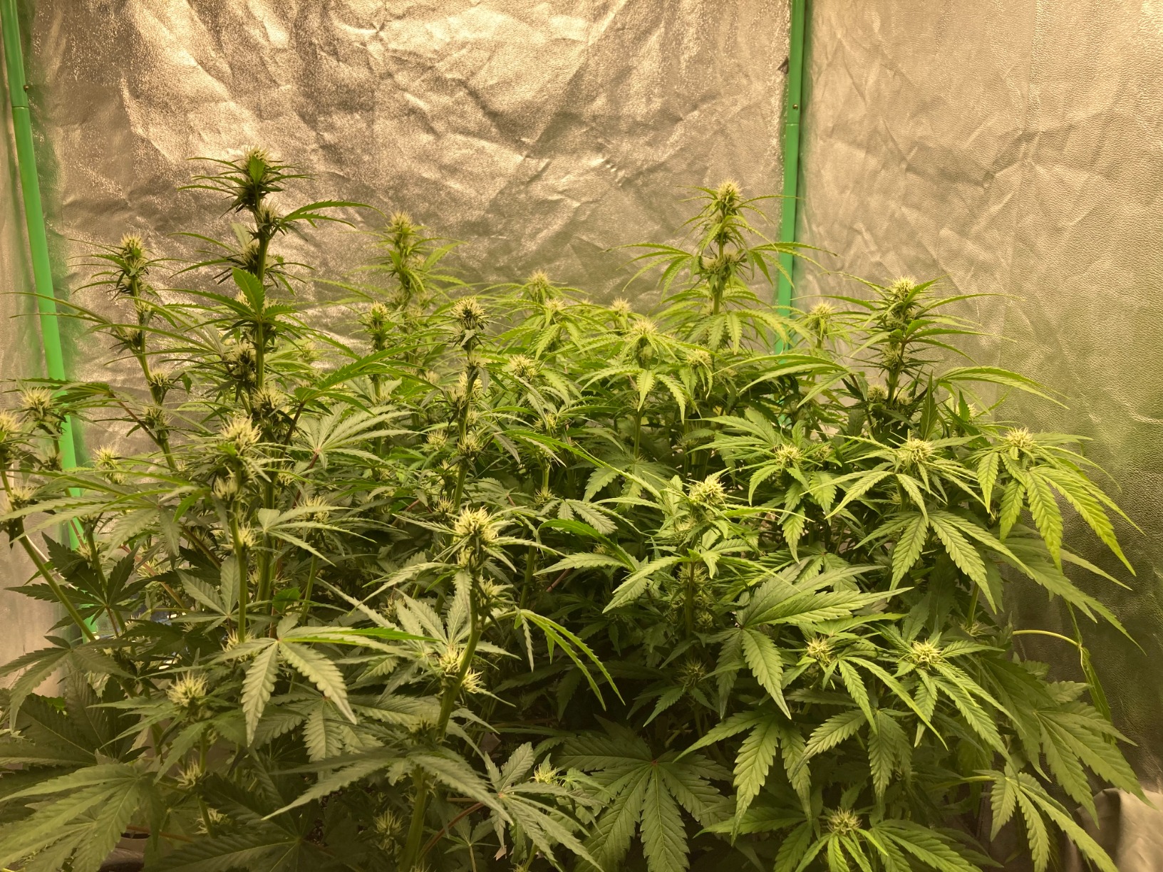 MARS HYDRO TS600 100W Upgraded Dimmable LED Grow Light, Full Spectrum Growing Lamp with New Diodes Layout for Indoor Plants Hydroponic Seedling Veg Bloom in 2x2 Grow Tent customer photo 1
