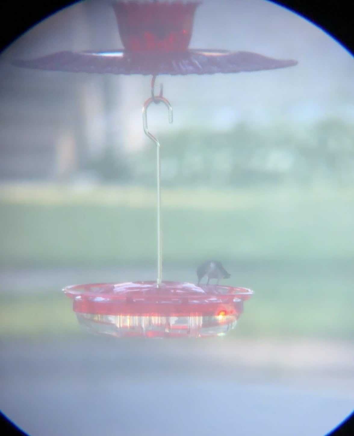 eWonLife Hummingbird Feeders for Outdoors, 2 Pack 16 oz Leak-Proof Dish-Style Humming Bird Feeder with Built-in Ant Moat, 5 Bee Proof Feeding Ports, Easy Clean, BPA Free Plastic, Hanging Garden Decor customer photo 1