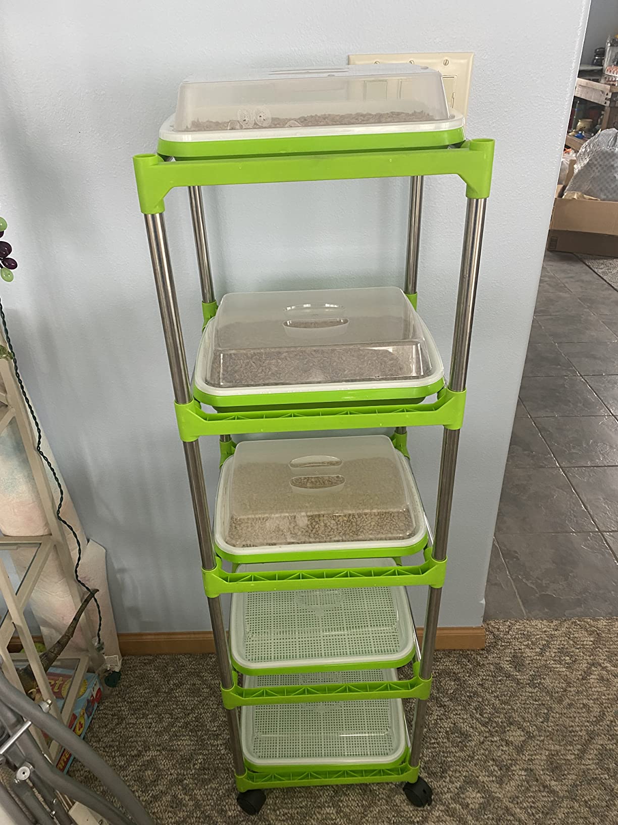 5 Layers Seed Starter Kit - Seed Sprouter Trays with Clear Lid & Stainless Steel Shelf, Soil-Free Germination Trays for Indoor/Outdoor Microgreens, Wheatgrass Mung Beans Cat Grass & Seedling Growing customer photo 1