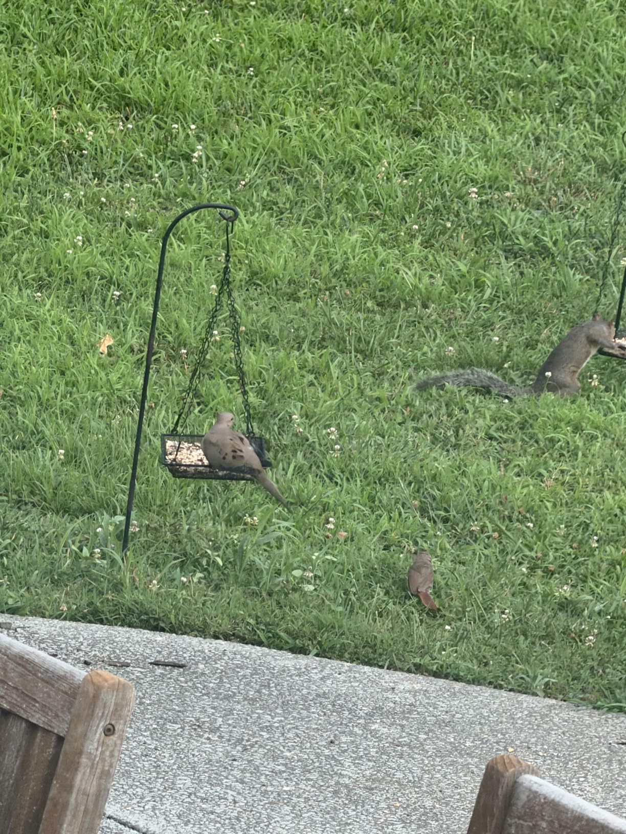Hanging Bird Feeder Tray Metal Mesh Platform Seed Feeder with Durable Chains for Outdoors Garden Great for Attracting Birds (1 Pack) customer photo 2