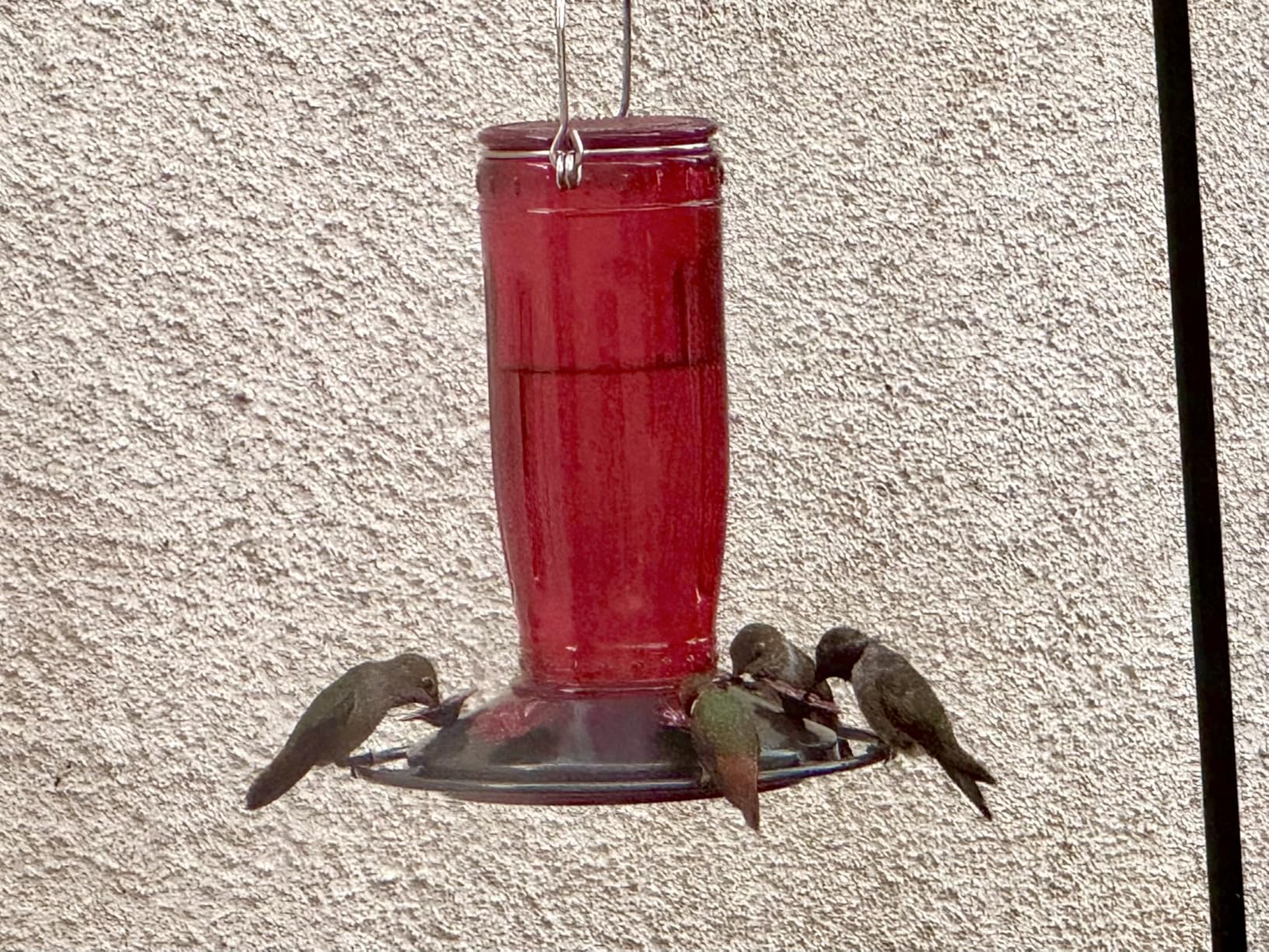 Kingsyard Glass Hummingbird Feeder for Outdoors Wild Bird Feeder with 6 Feeding Ports Hanging for Garden Yard, Red (Ant Moat Included) customer photo 1