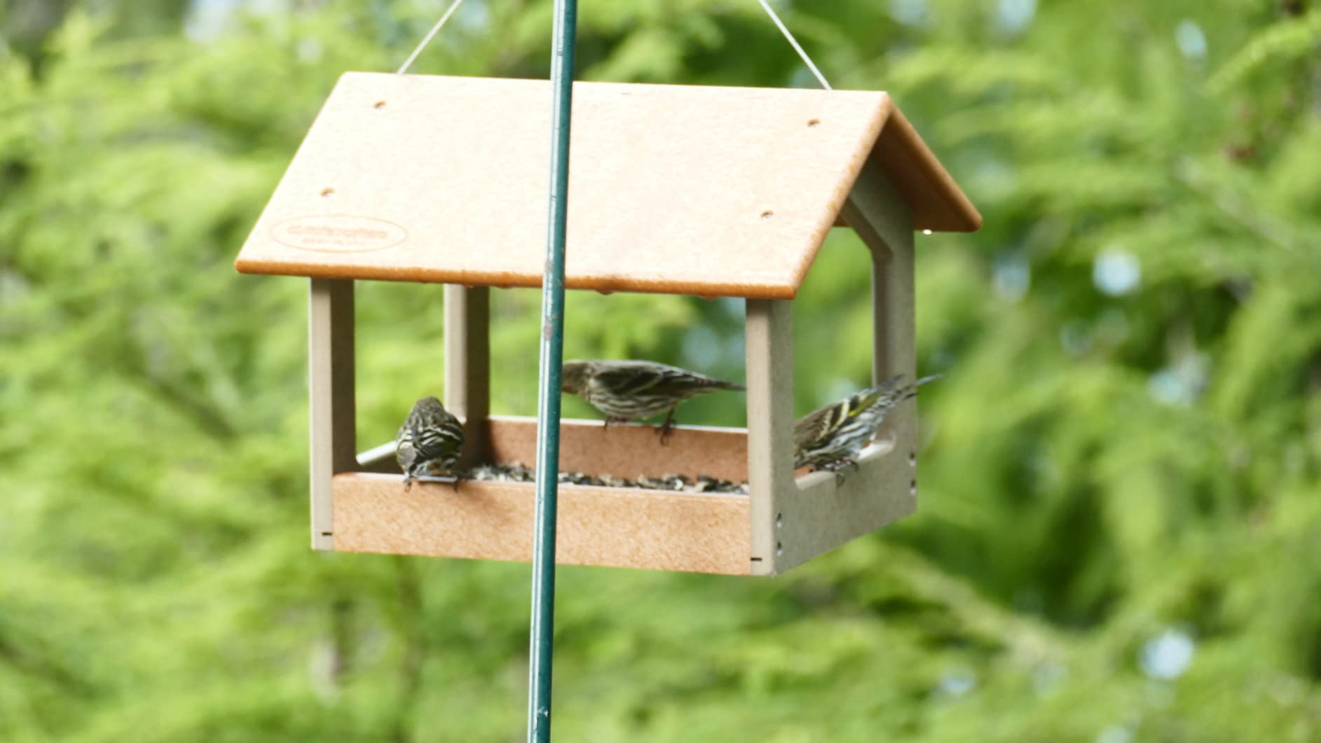 DutchCrafters Amish USA Made Recycled Plastic Large Hanging Modern Fly Through Covered Roof Open Platform Tray Bird Feeder for Outdoors, Garden, Yard (Turf Green & Bright Cedar) customer photo 1