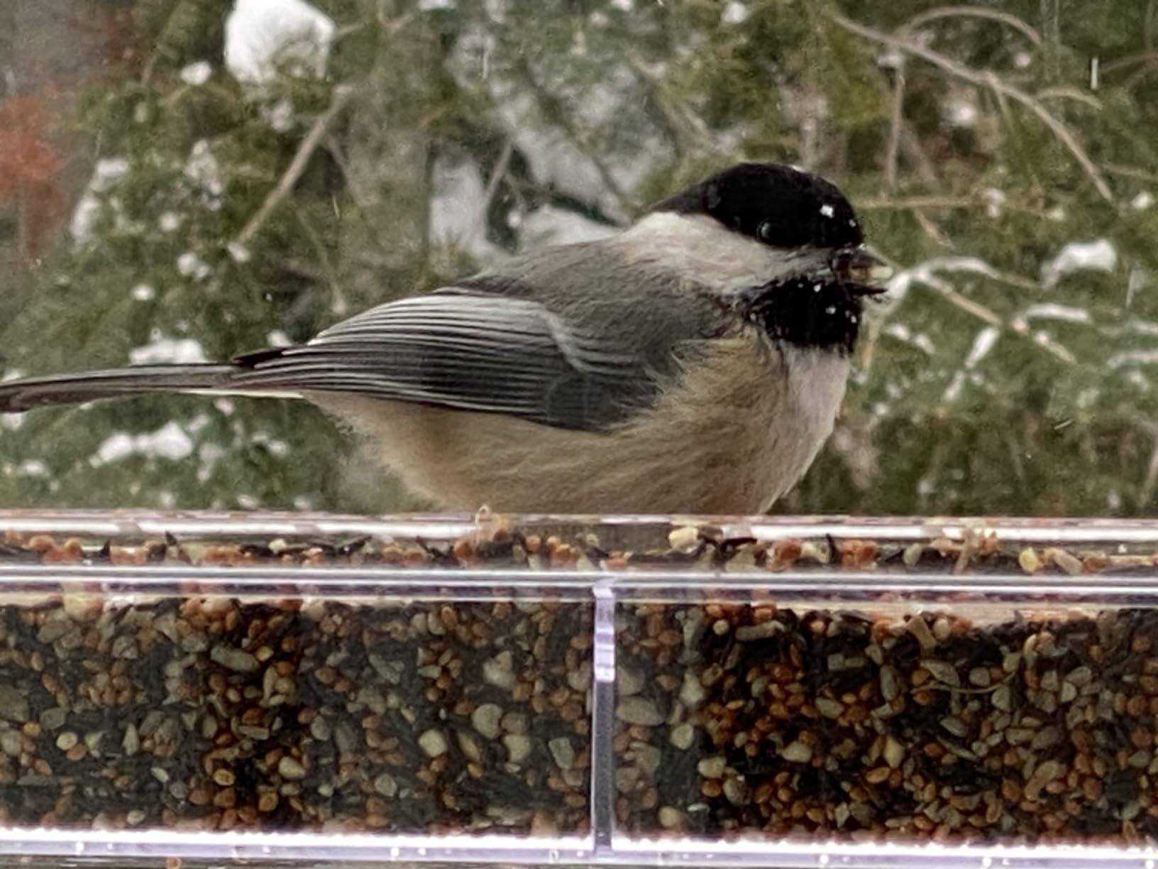 LUJII Shatterproof Window Bird Feeder with Strongest Suction Cups, Polycarbonate Window Mount Feeder with Crystal Clear View & Life-Out Tray, Fits Bigger Birds Like Cardinal or Blue Jay, Clear customer photo 2